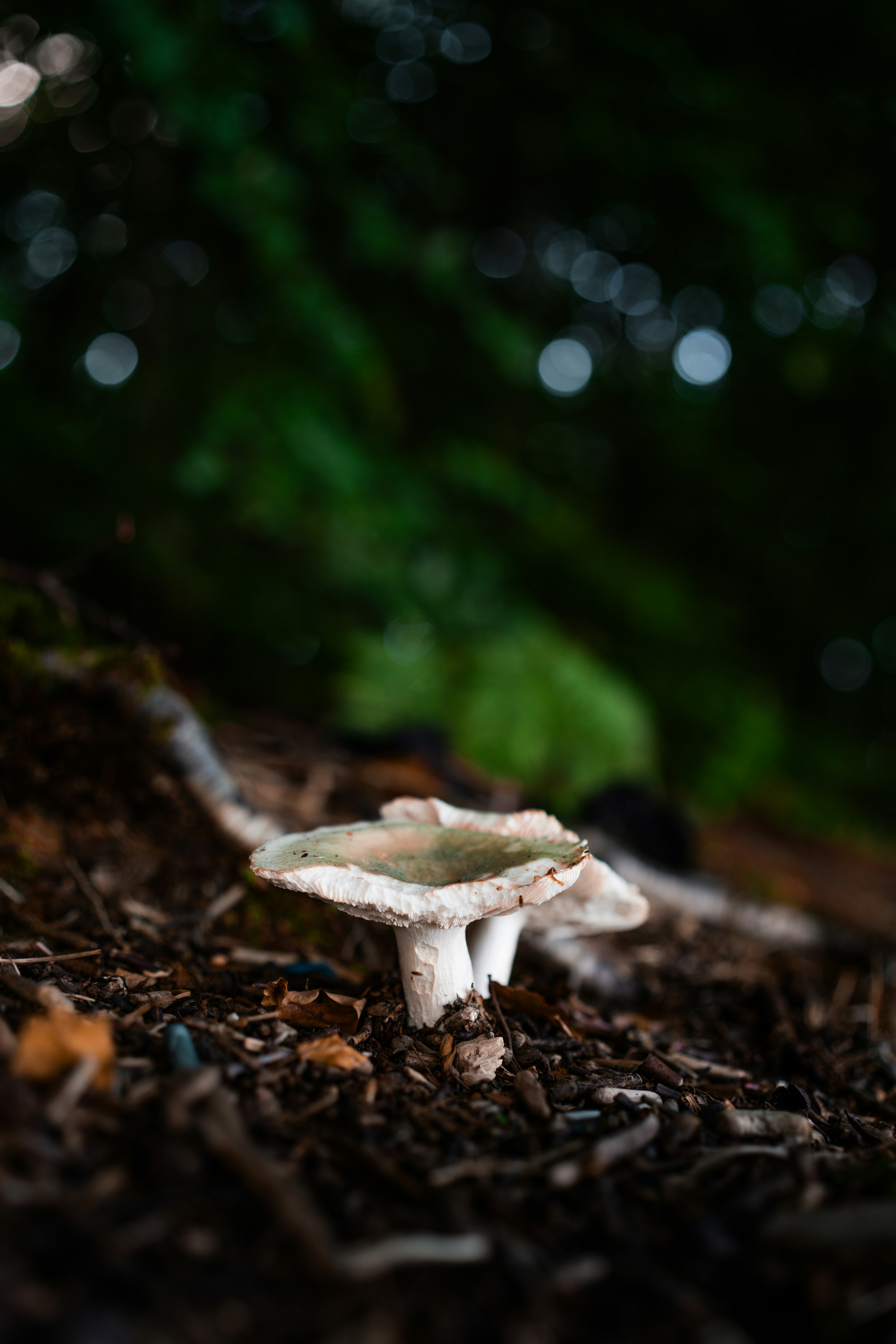 A pale mushroom growing from dark forest soil with a blurred green background