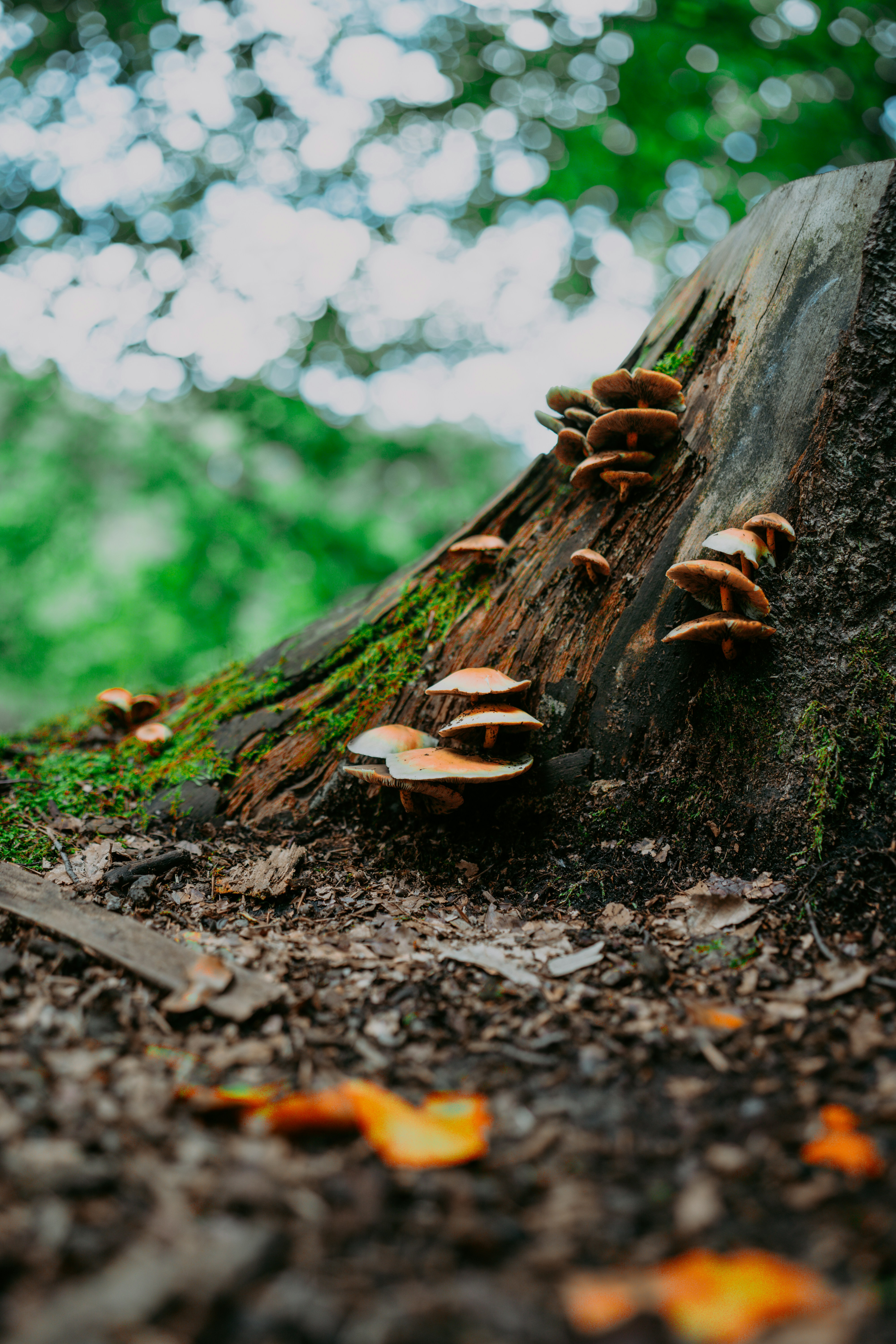 Clusters of brown mushrooms growing on a mossy tree stump in a forest