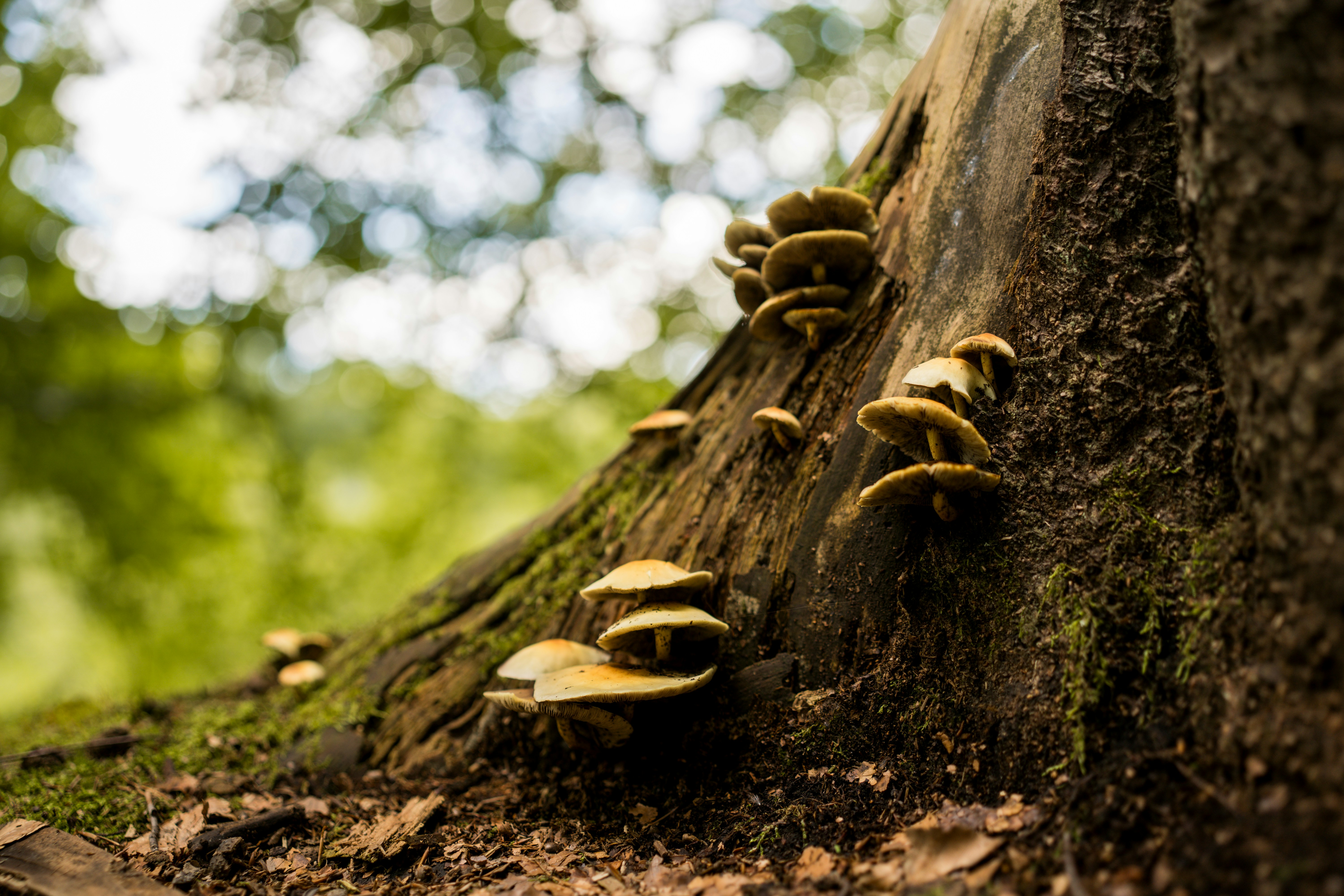 Clusters of small brown mushrooms growing on the side of a mossy tree stump