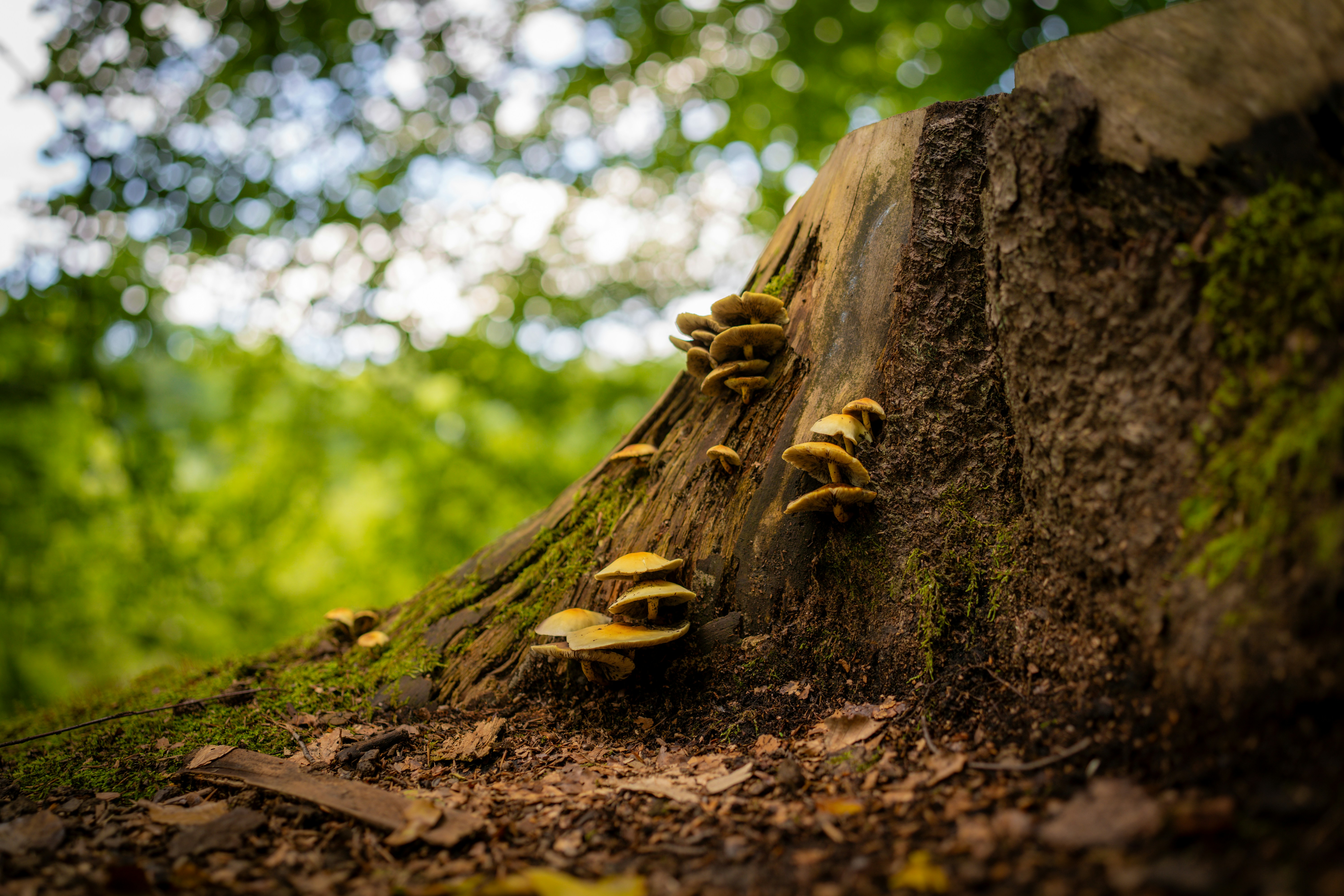 Small yellow mushrooms growing on a mossy tree stump in a sunlit forest