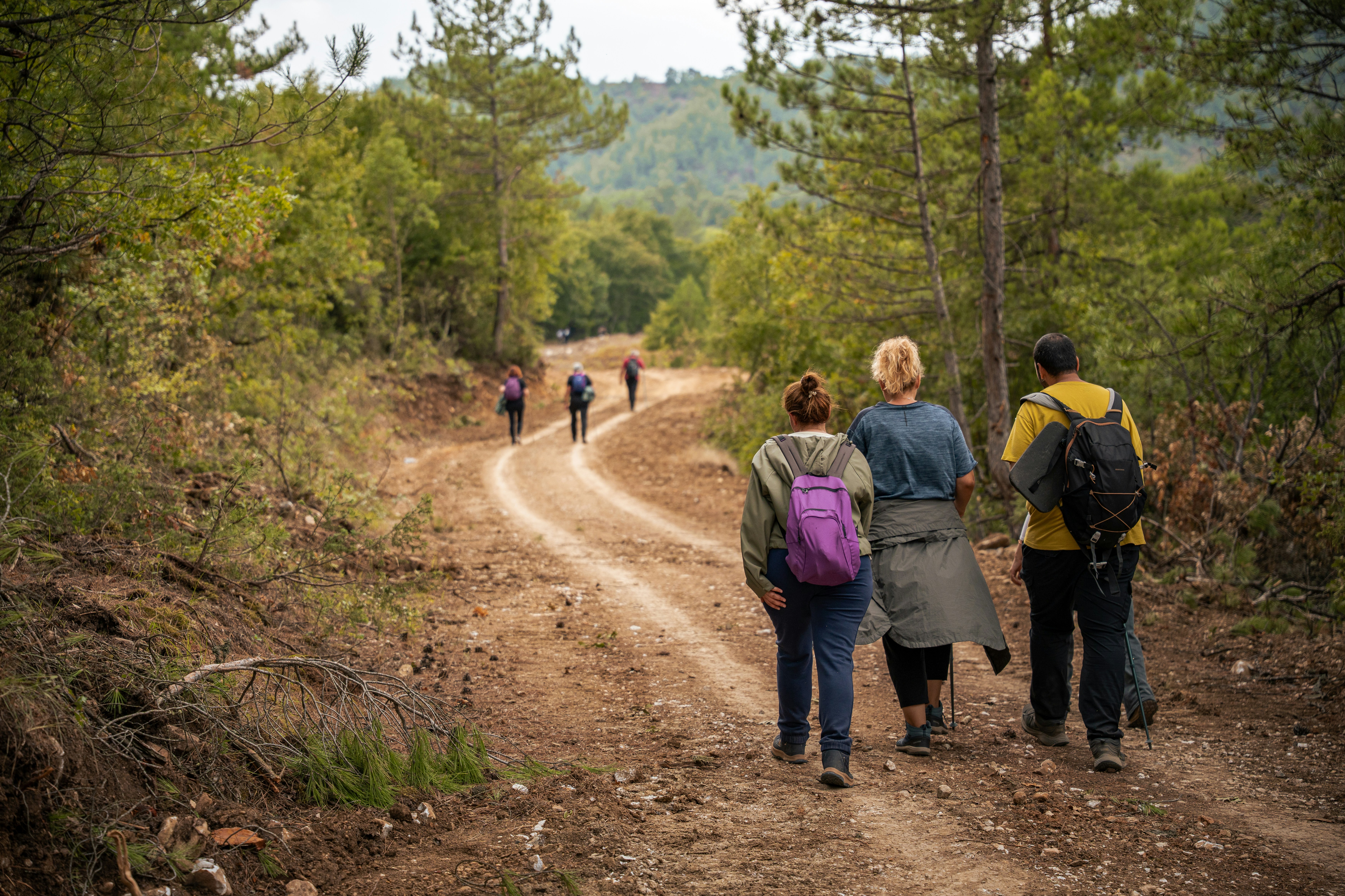 A small group of hikers walking together along a wide dirt trail through pine woods