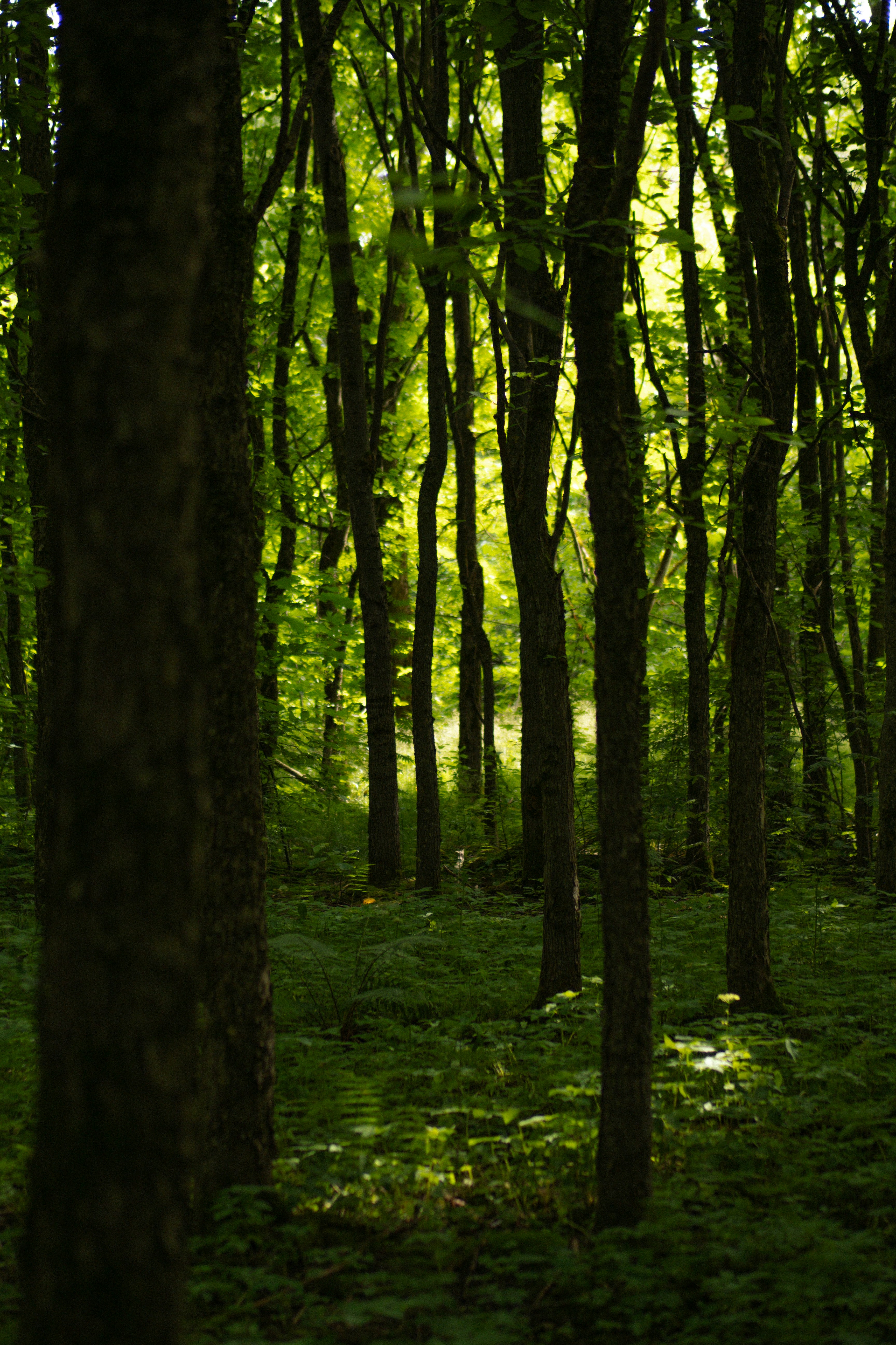 Sunlight in dense green forest - Free Photo on Unsplash