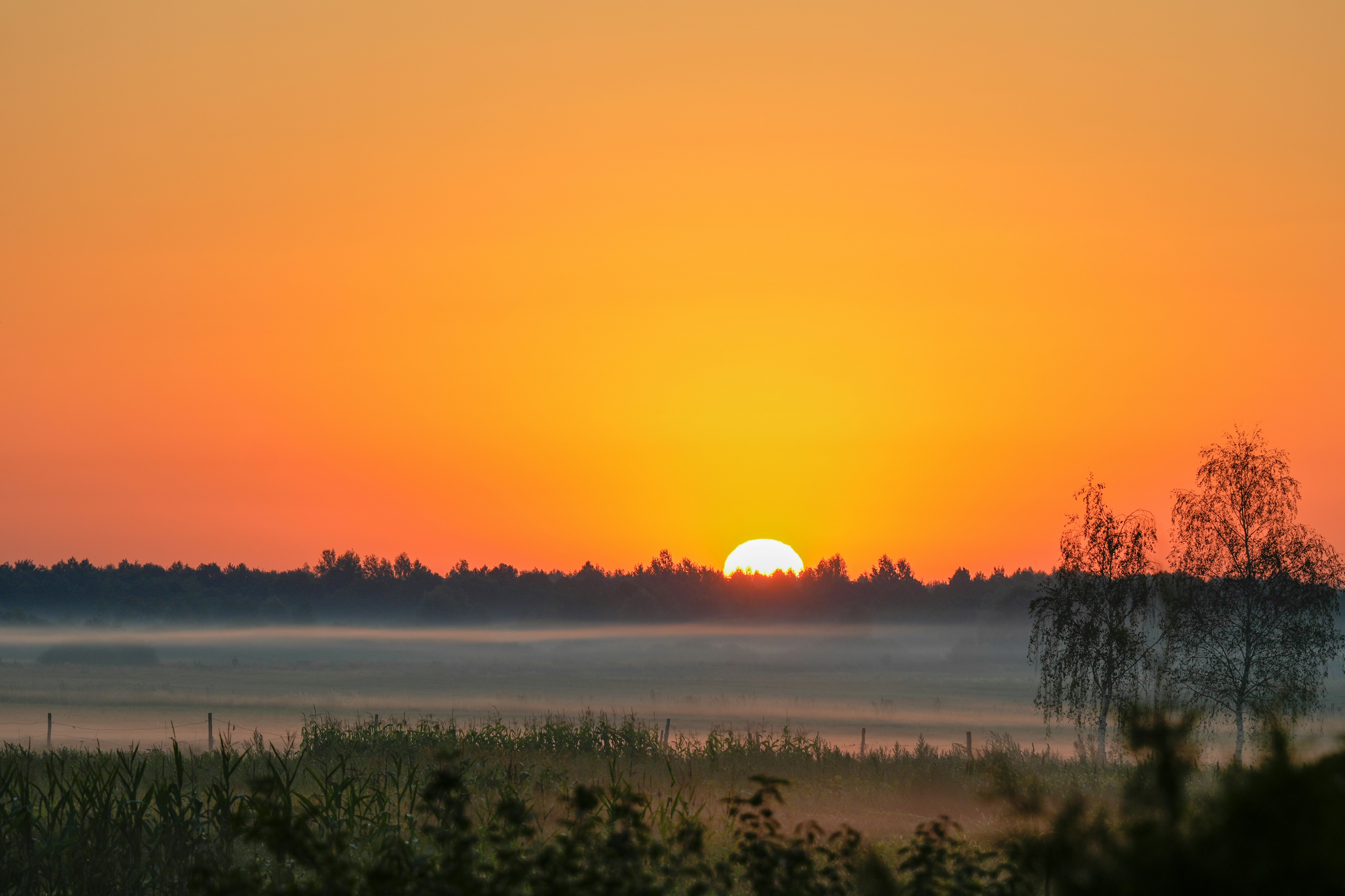 Low sun over a misty field with trees silhouetted against a warm orange sky
