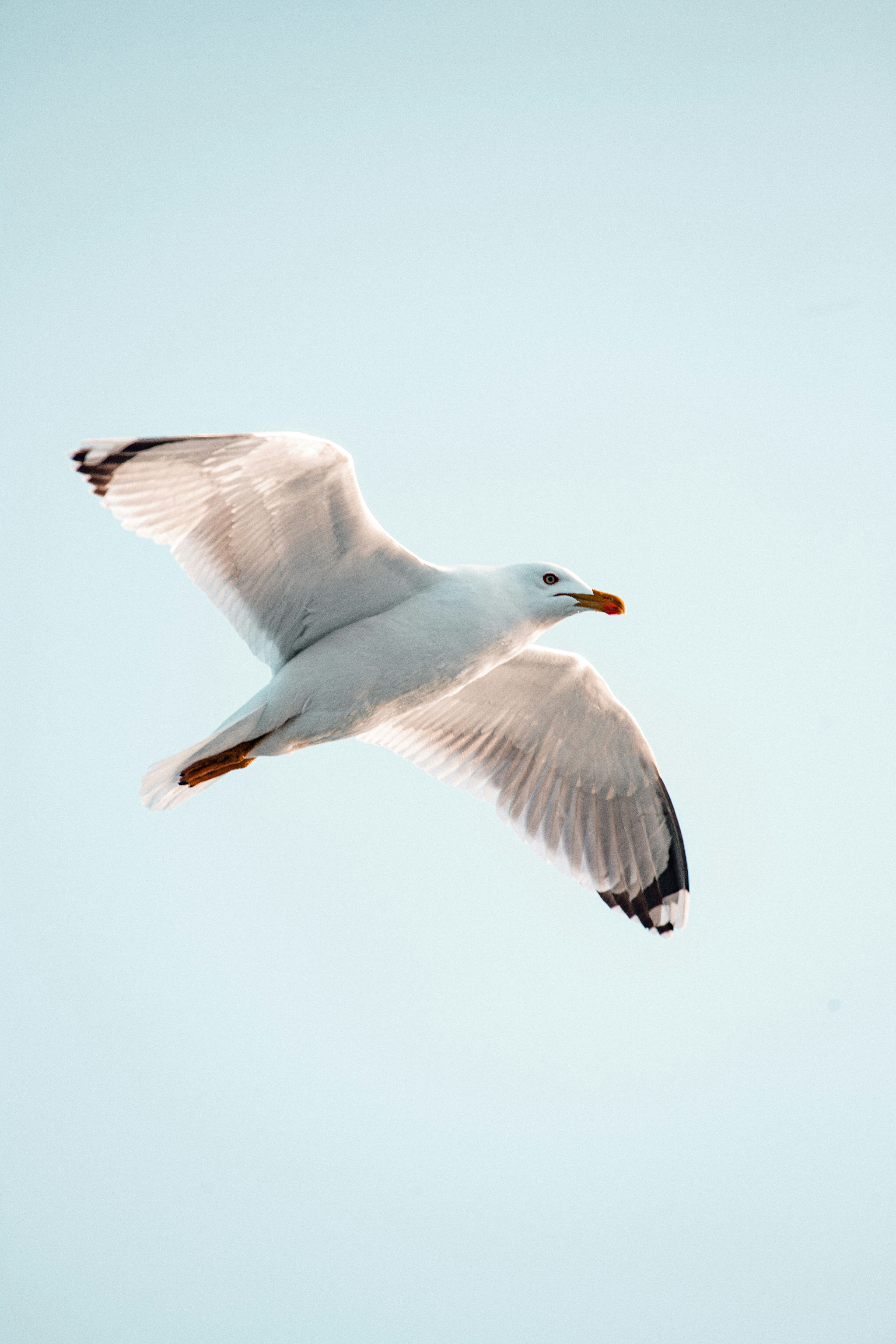 A white seagull with black-tipped wings flying against a clear pale sky