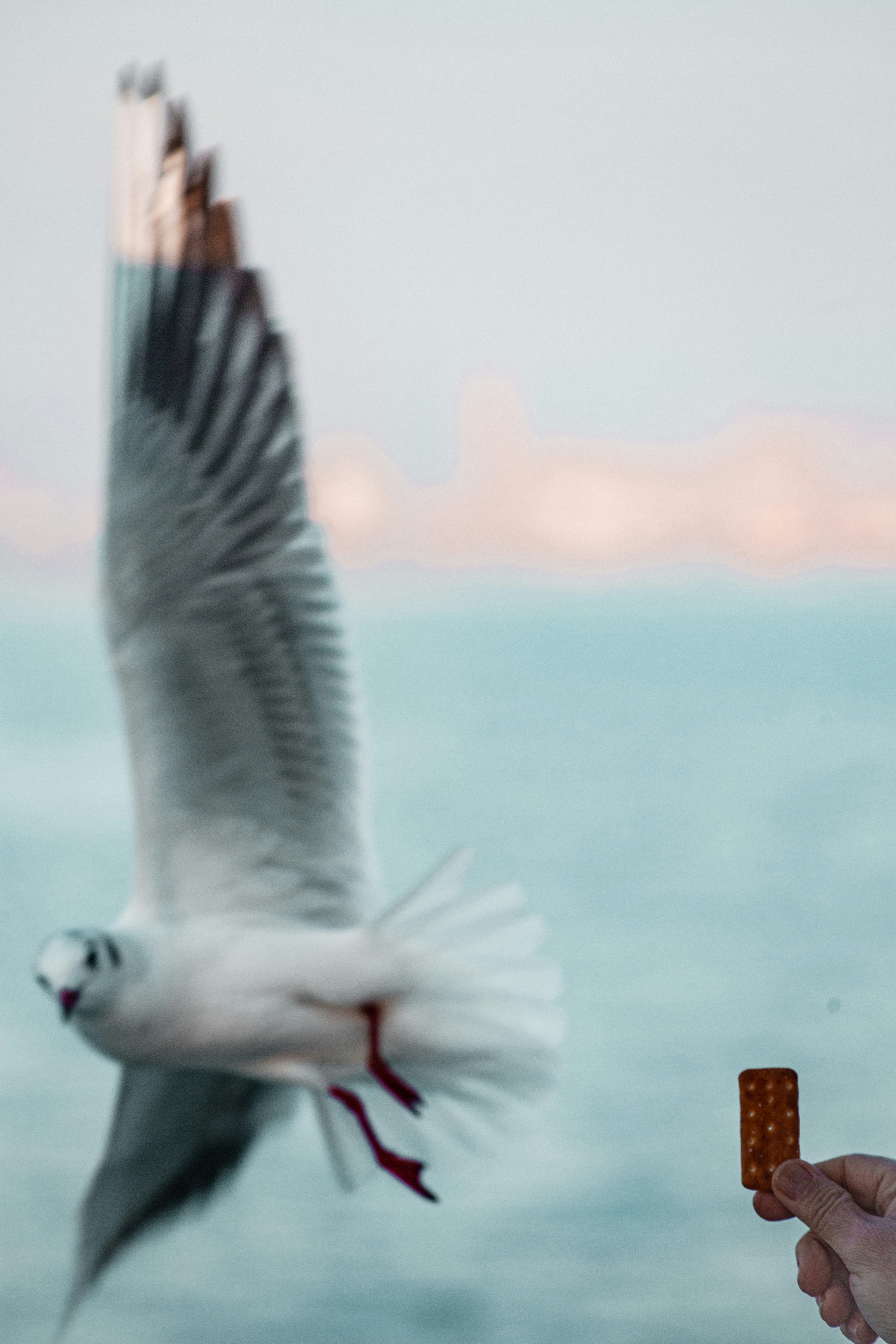 A seagull flying toward a hand holding a small cracker over the water