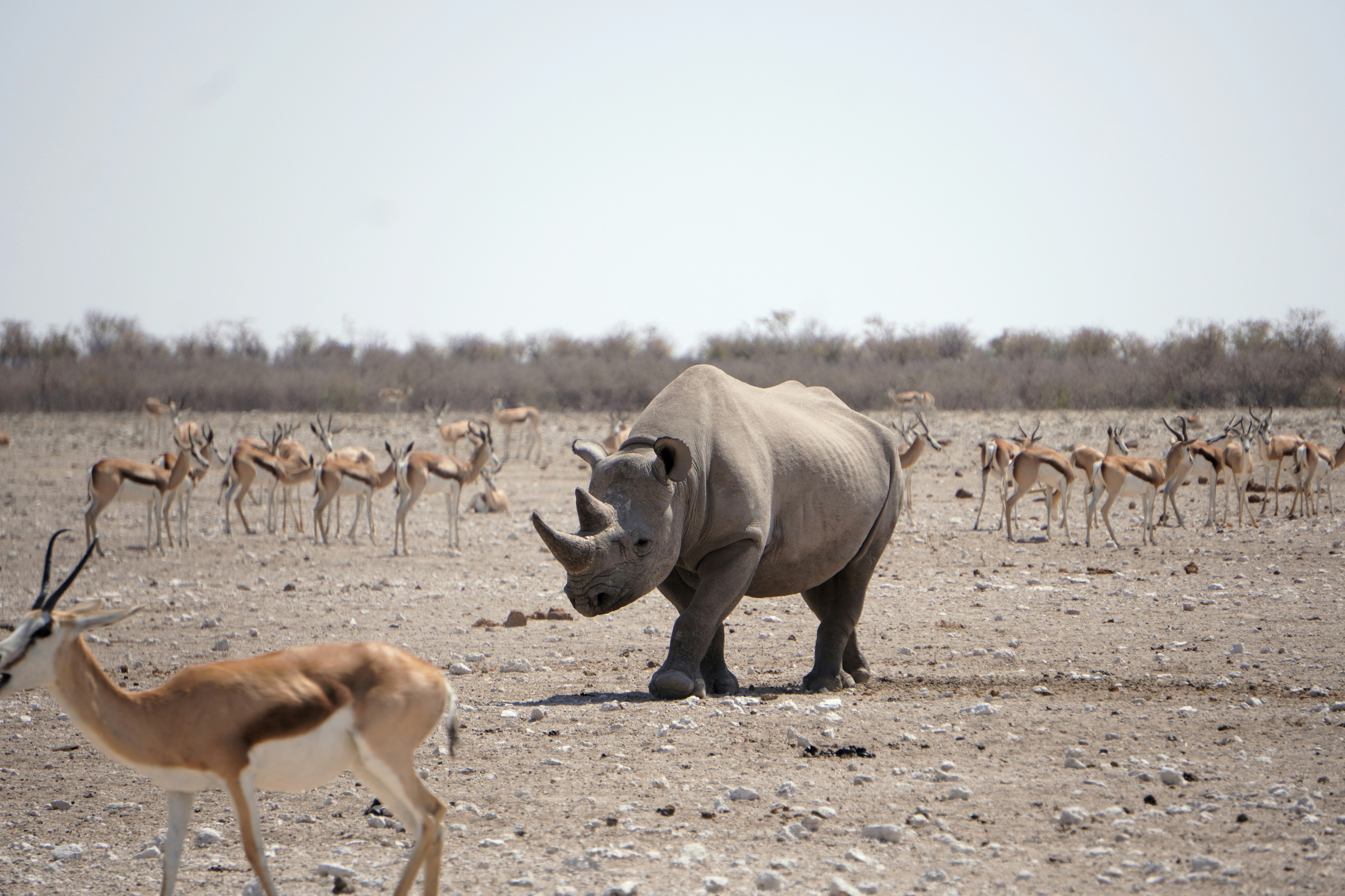 Rhinocéros noir avec un troupeau de springboks - Photo gratuite sur ...