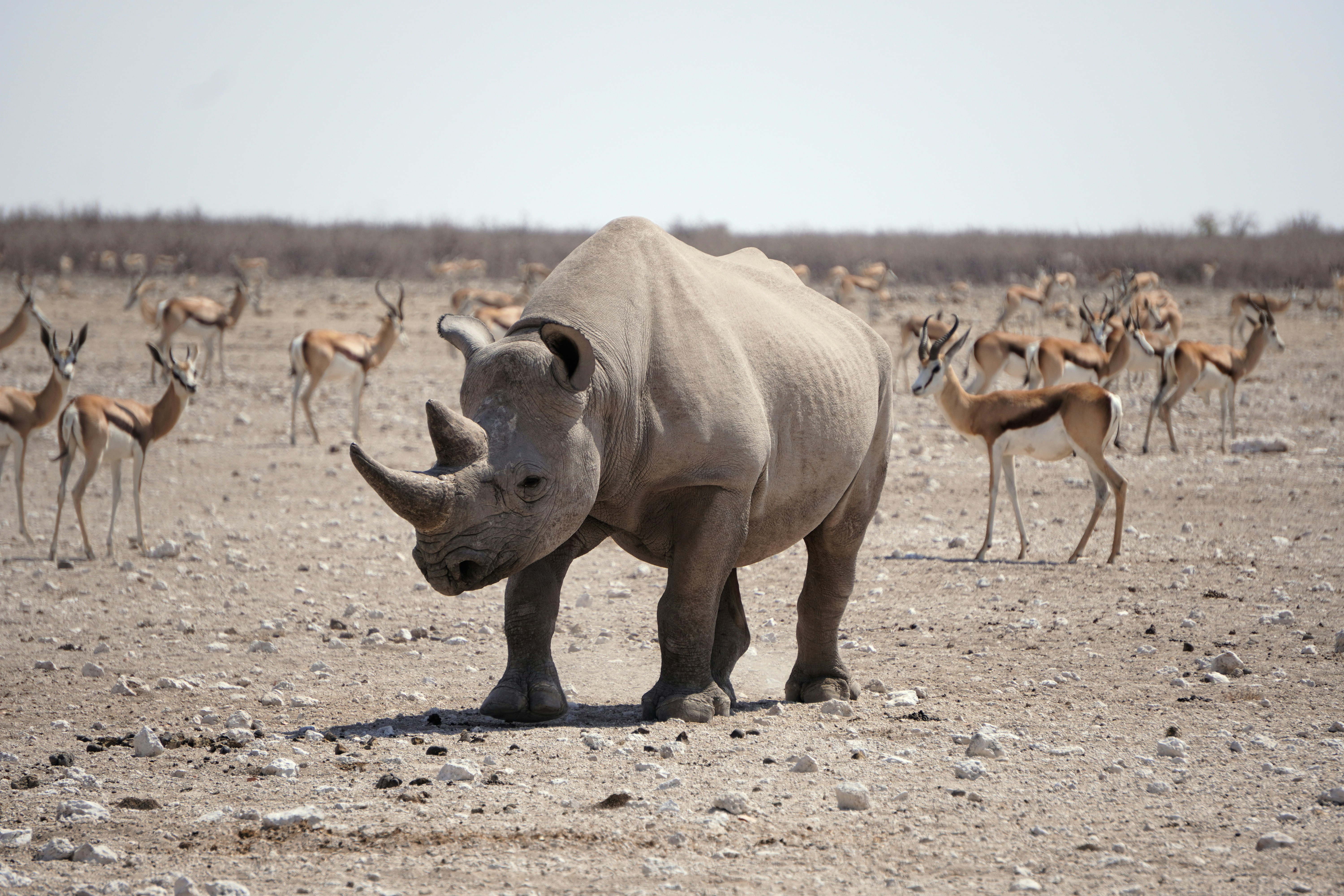 Black rhinoceros walking on dusty plain - Free Photo on Unsplash