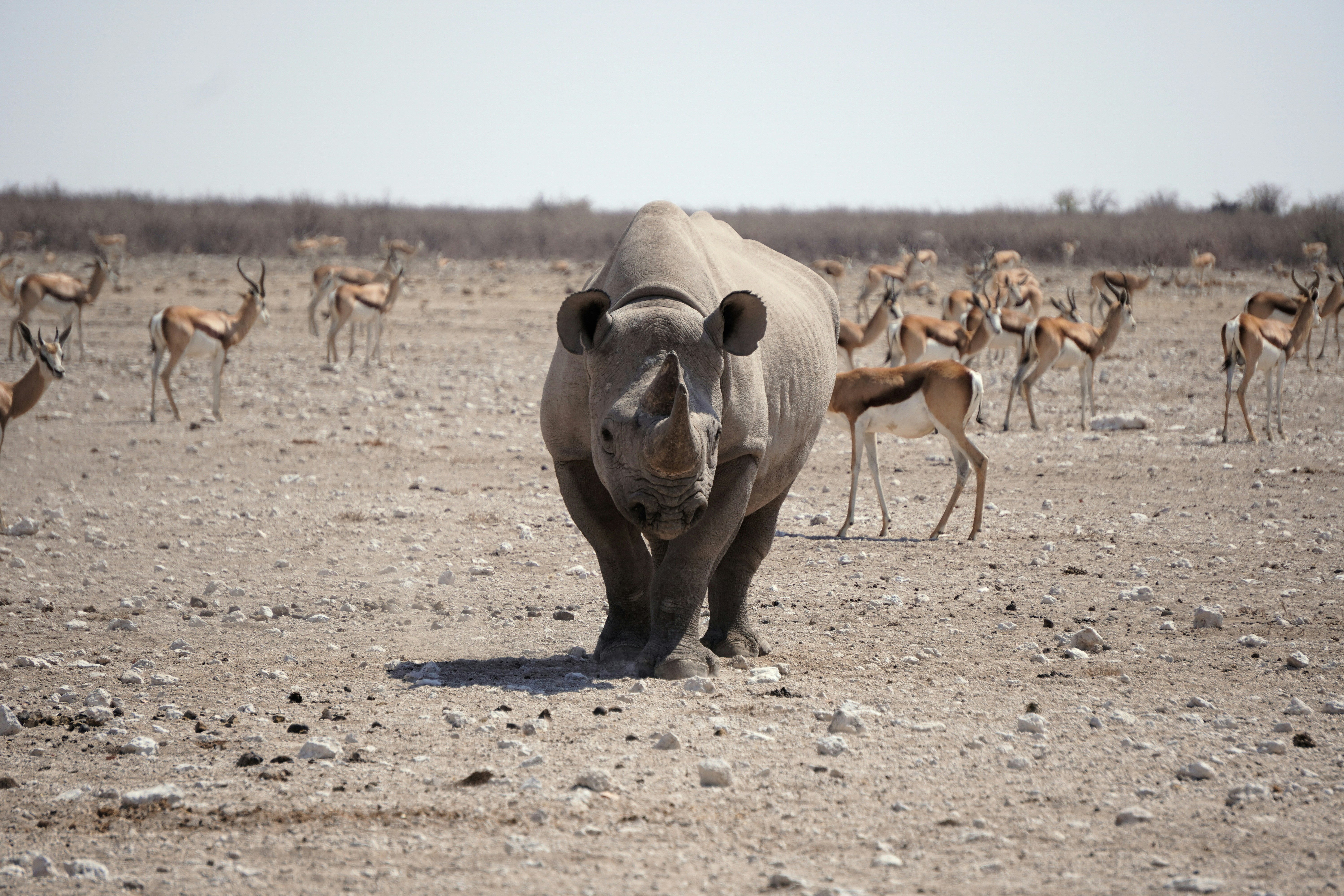 Black rhinoceros in dry rocky landscape - Free Photo on Unsplash