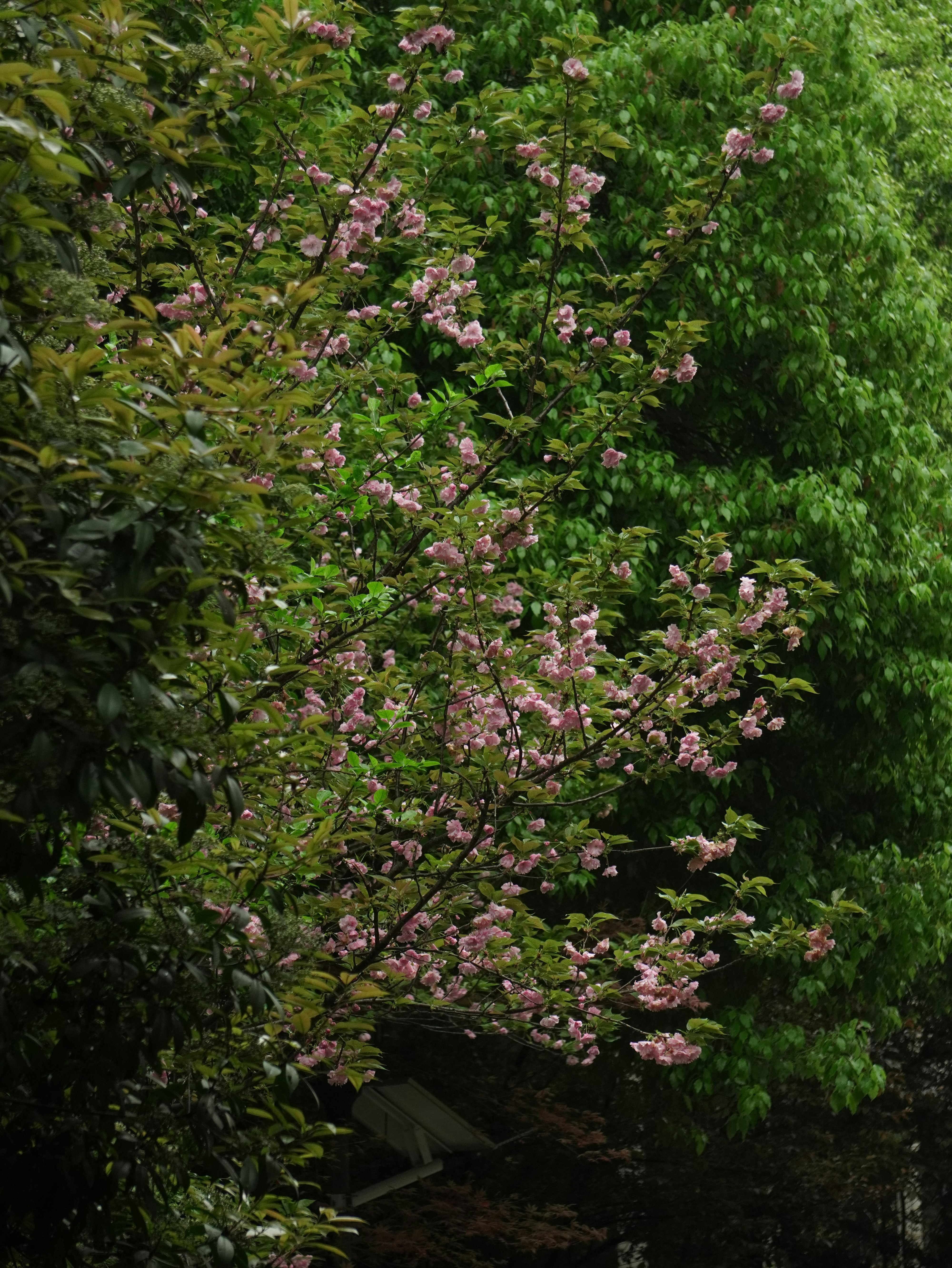 Flowering cherry tree with pink blossoms - Free Photo on Unsplash