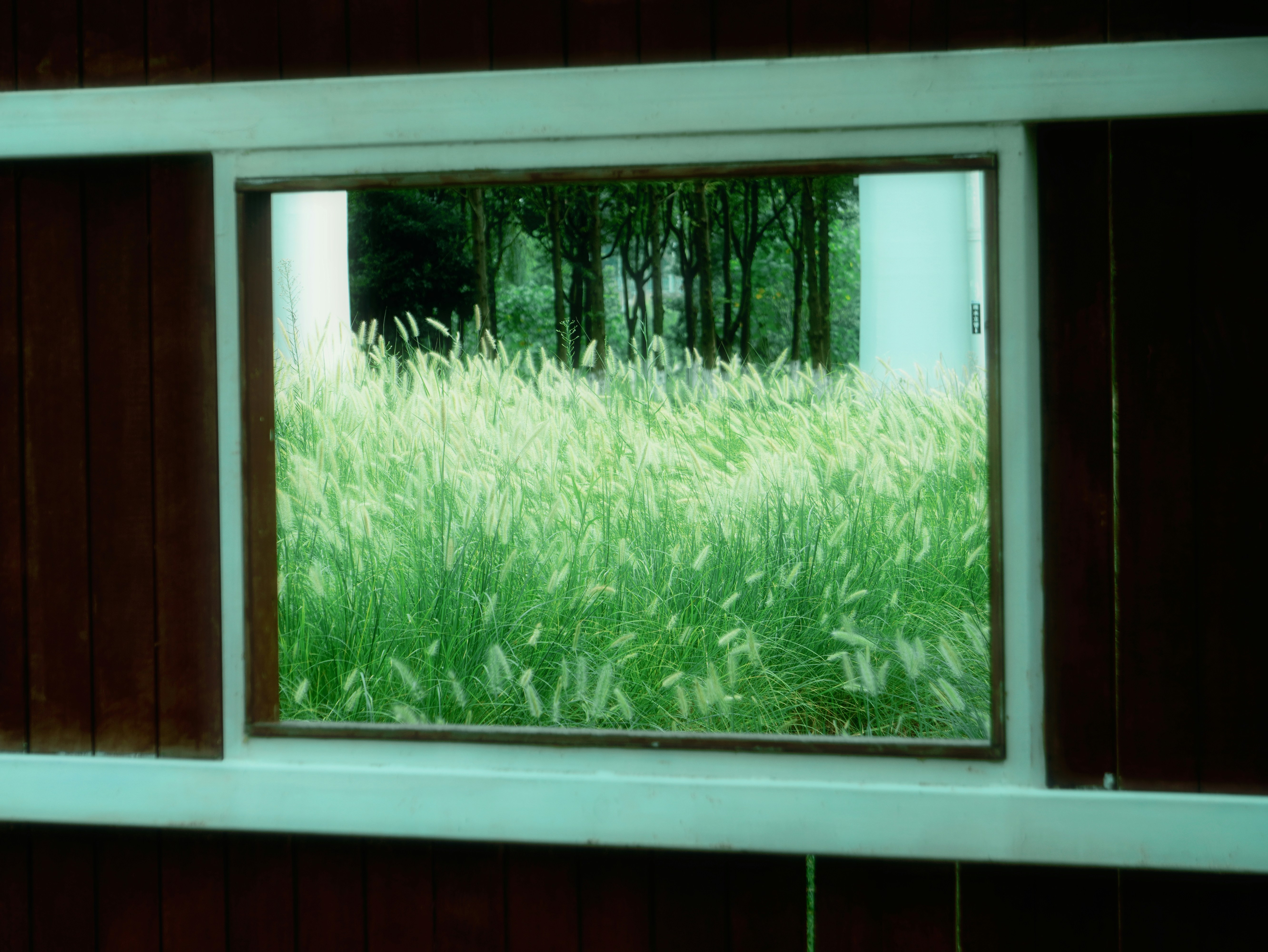 Tall green grass through window frame - Free Photo on Unsplash