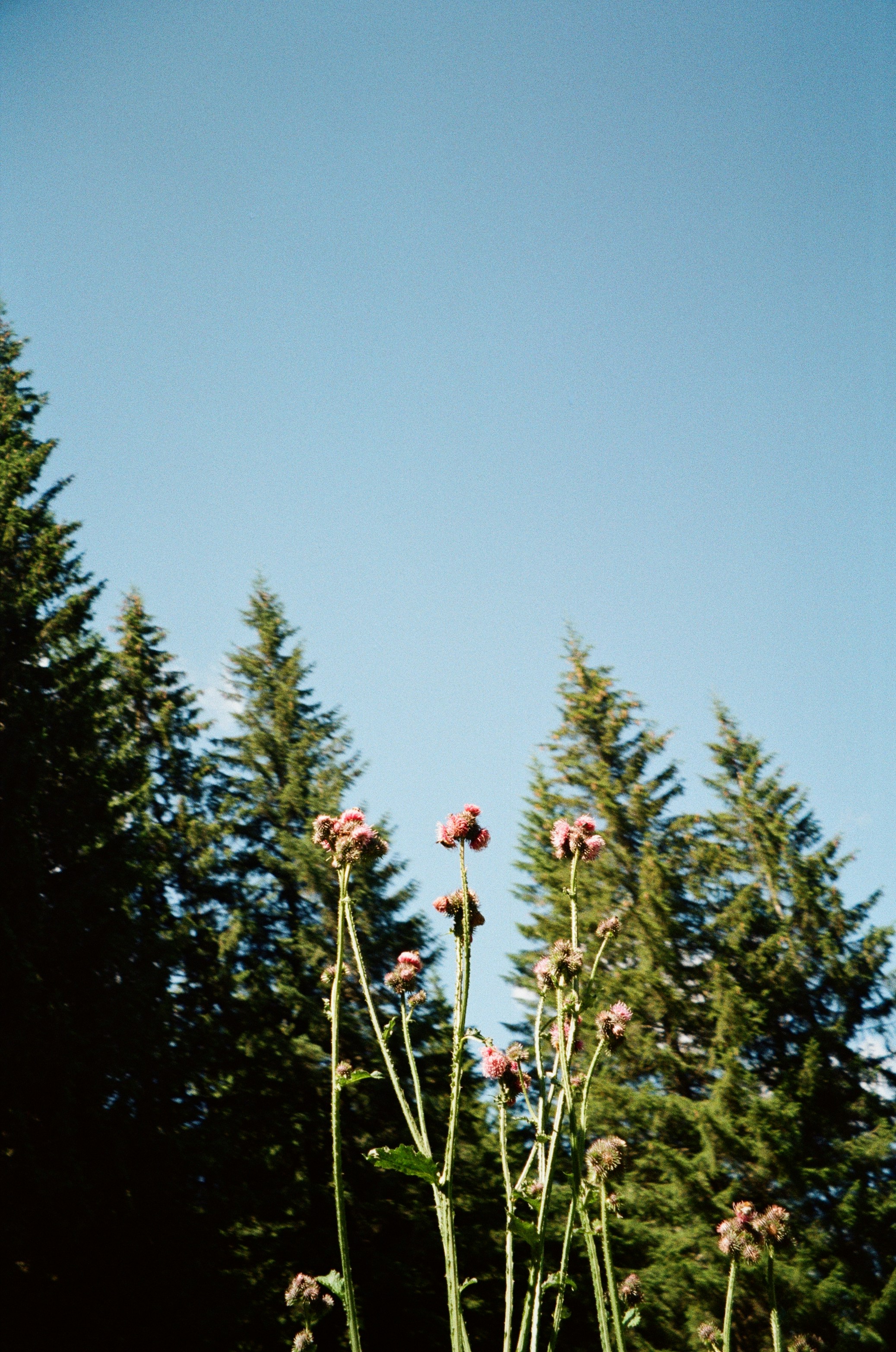 Pink thistle flowers on tall stems against a backdrop of evergreen trees and clear blue sky