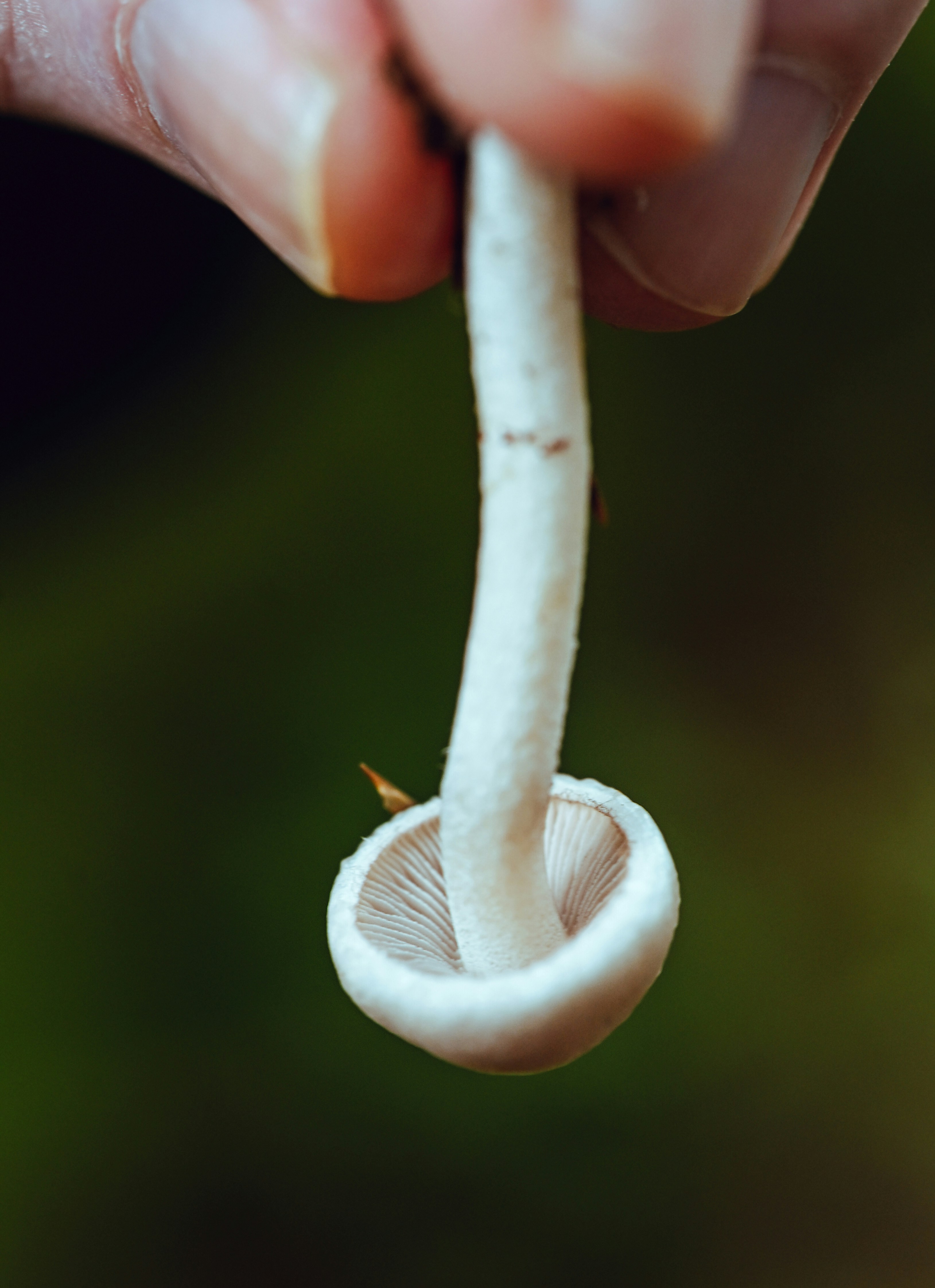 A person holding a small white mushroom by its stem against a dark blurred background