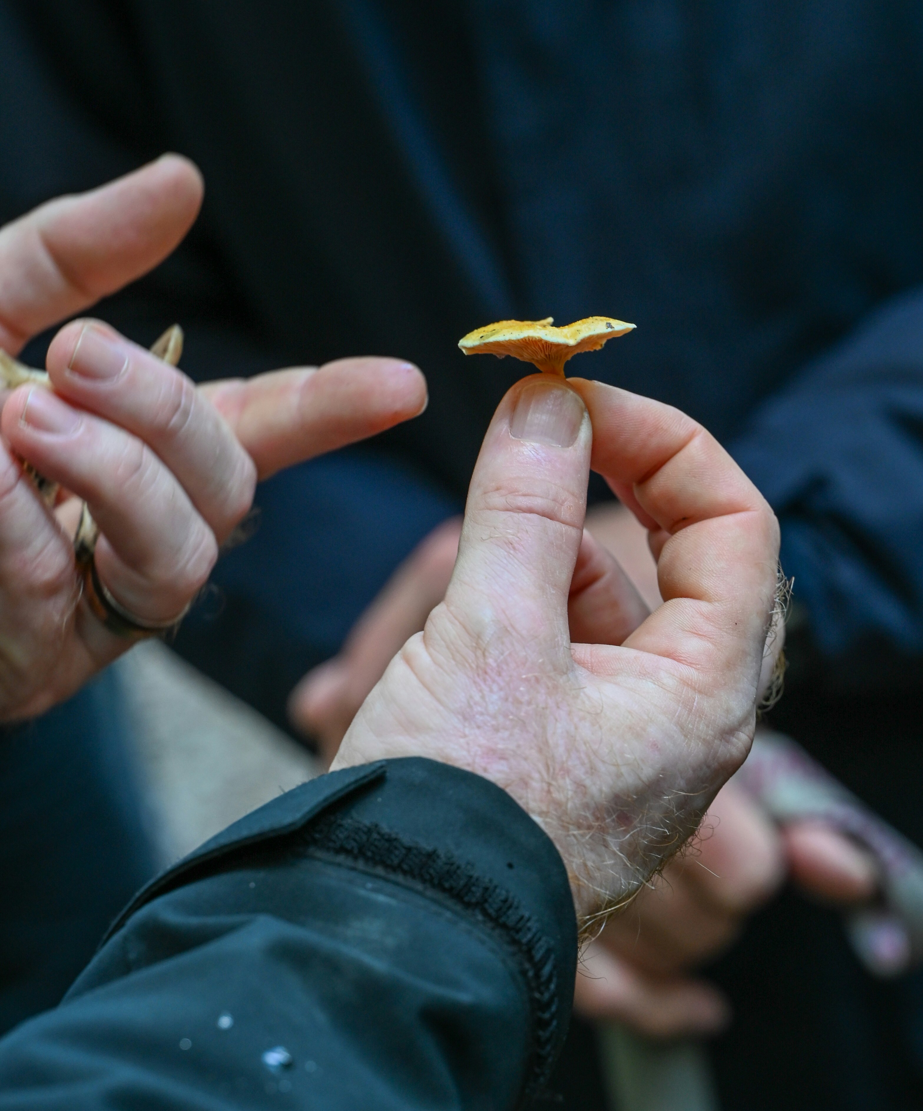 A person holding a small yellow chanterelle mushroom between their thumb and forefinger