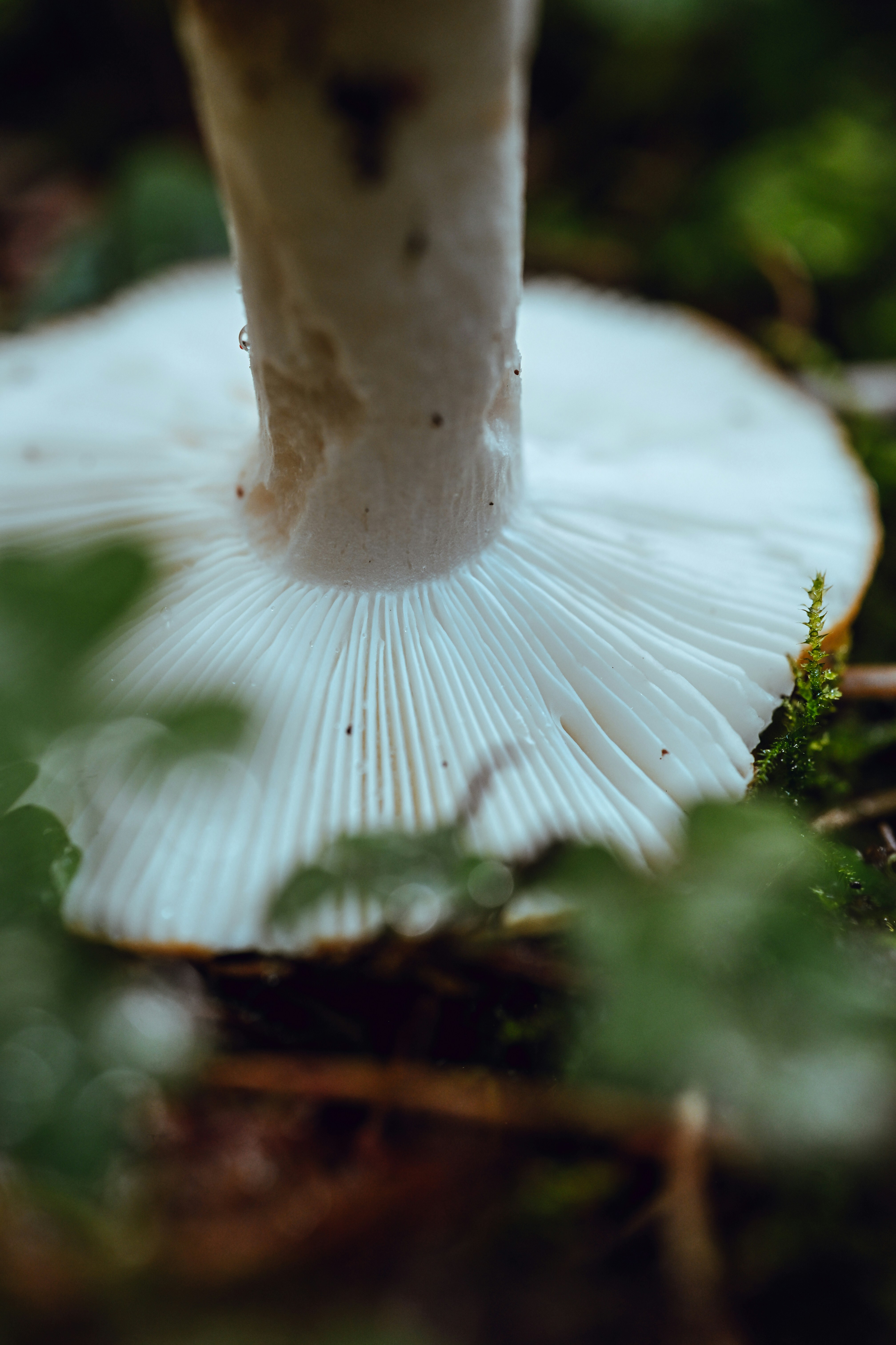 A close-up of white mushroom gills and a stem growing from mossy forest ground