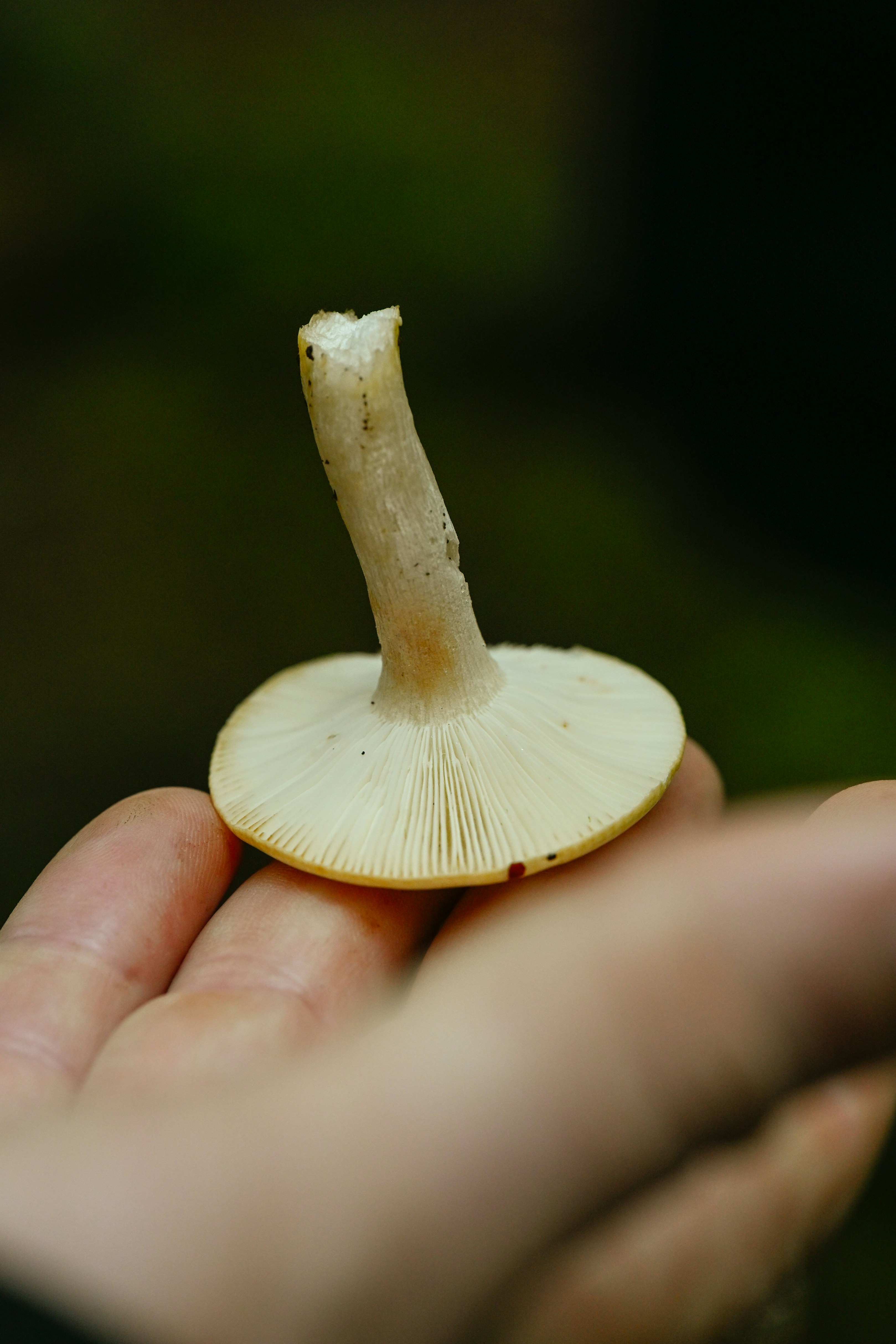 A person holding a small mushroom with visible gills on its underside