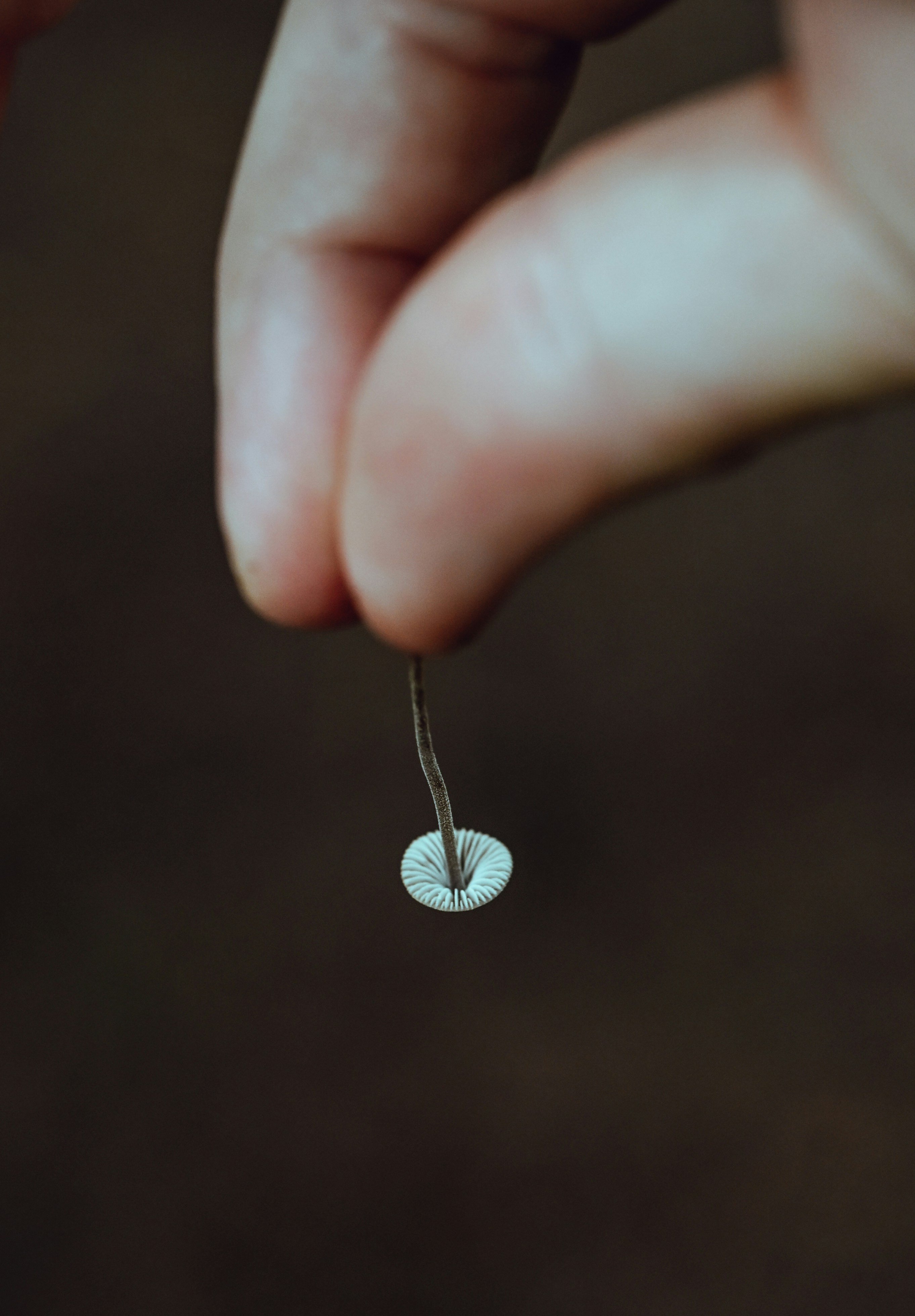 A person holding a tiny mushroom with a thin stem and white gills