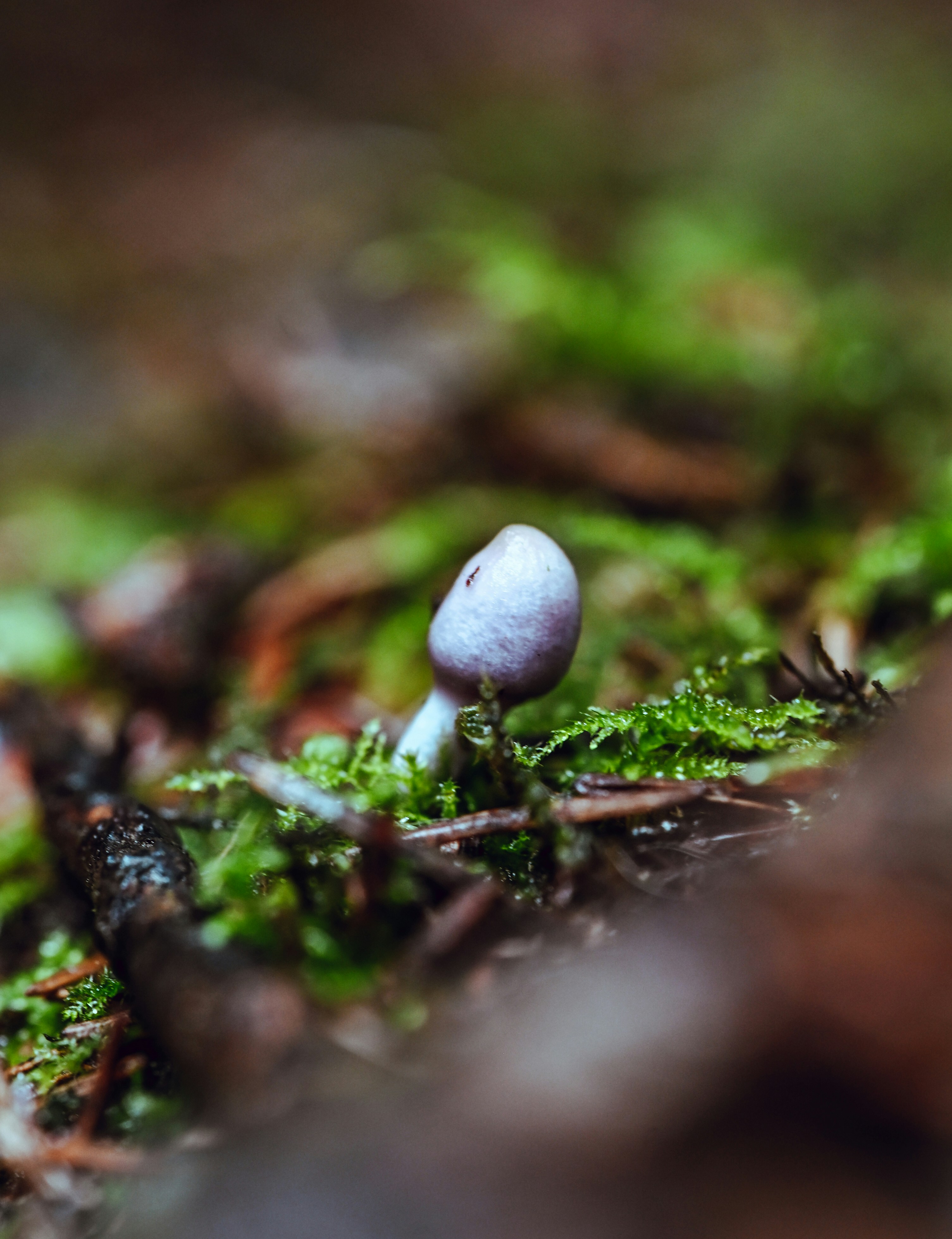 A small pale purple mushroom growing from vibrant green moss on the forest floor