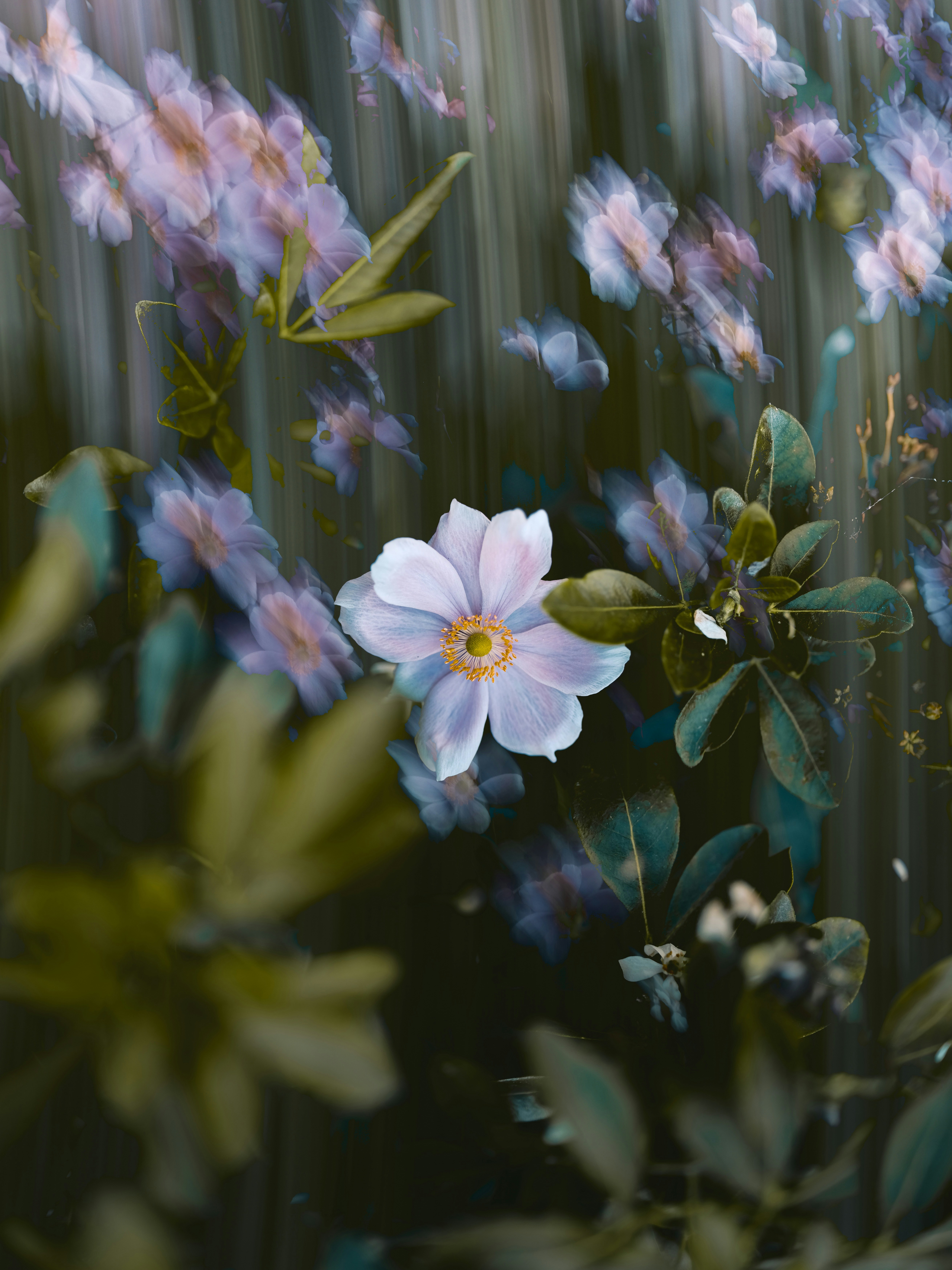 Pale pink anemone flowers with motion blur creating a vertical streaking effect