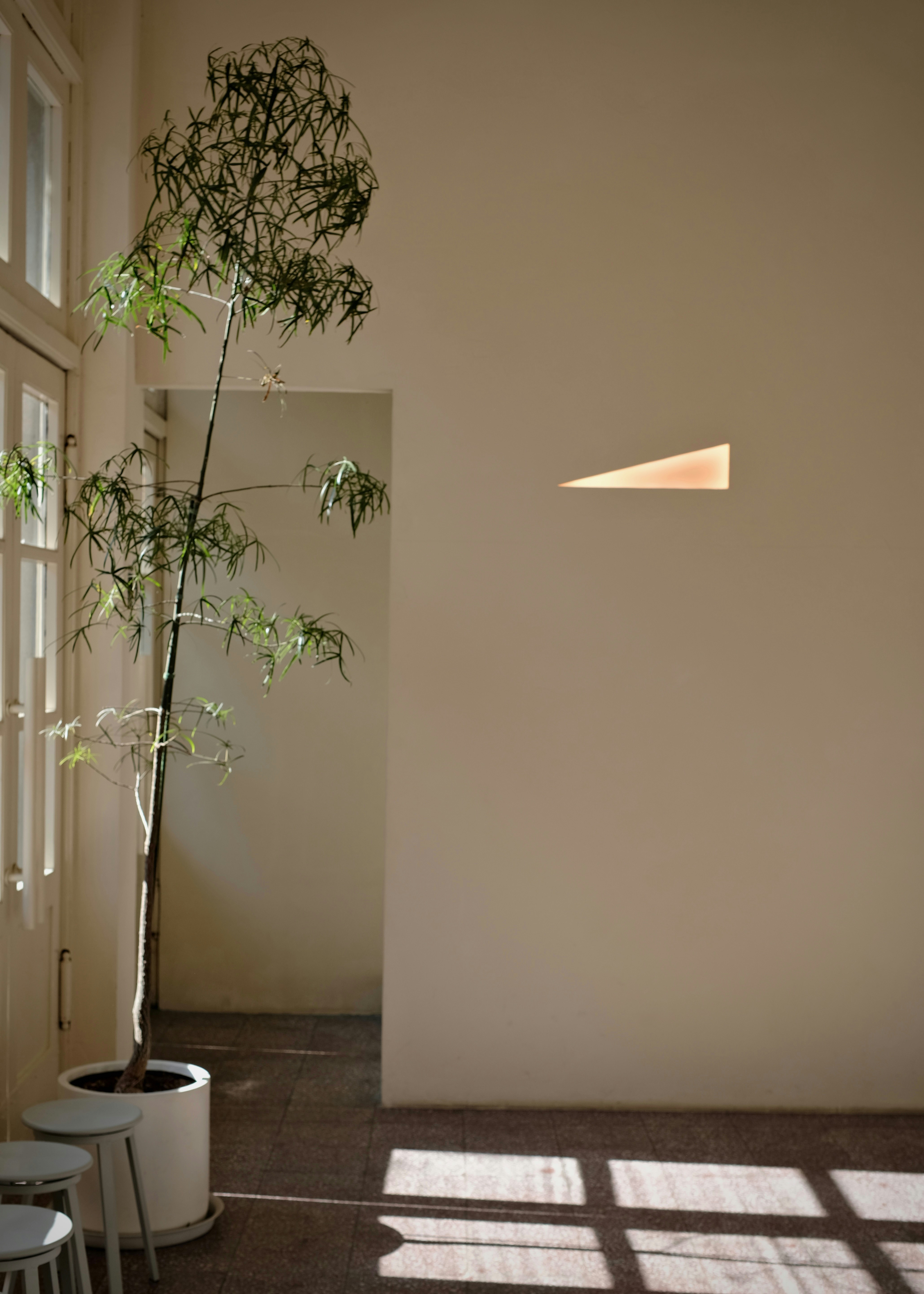 Potted plant by sunlit wall - Free Photo on Unsplash