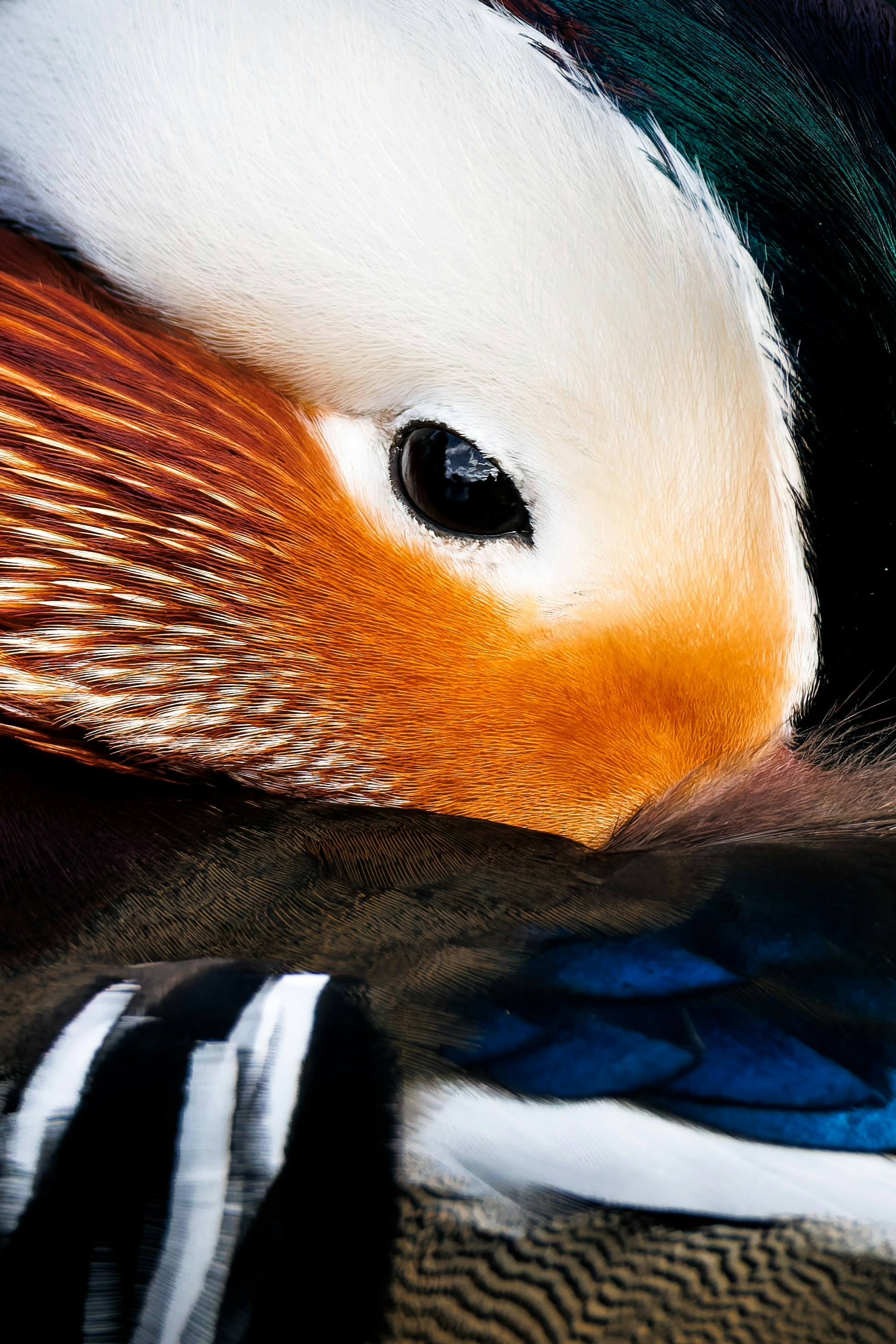 Macro view of a male mandarin duck showing vibrant orange, white, and iridescent blue feathers
