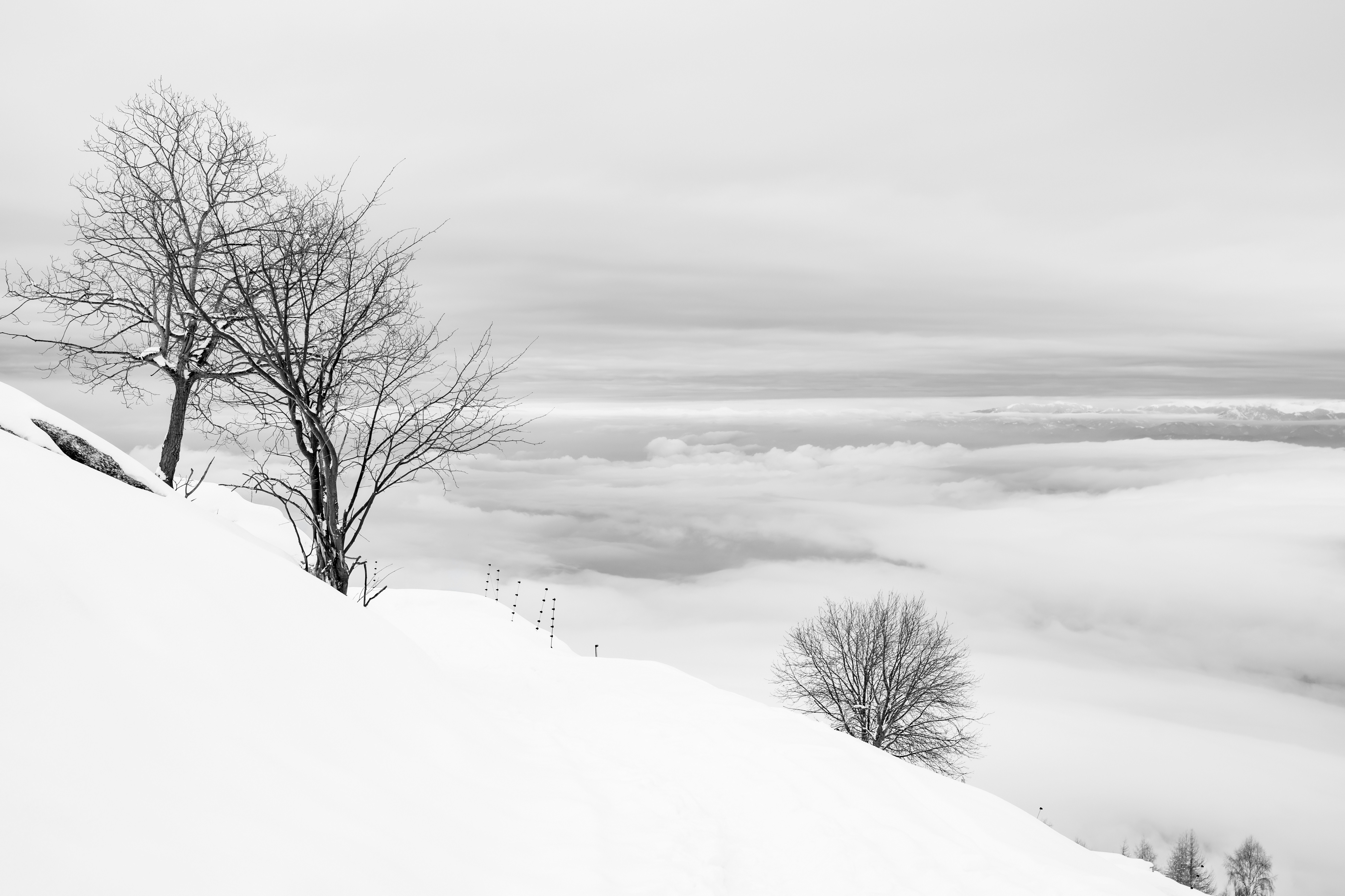Bare trees on snowy mountain slope - Free Photo on Unsplash