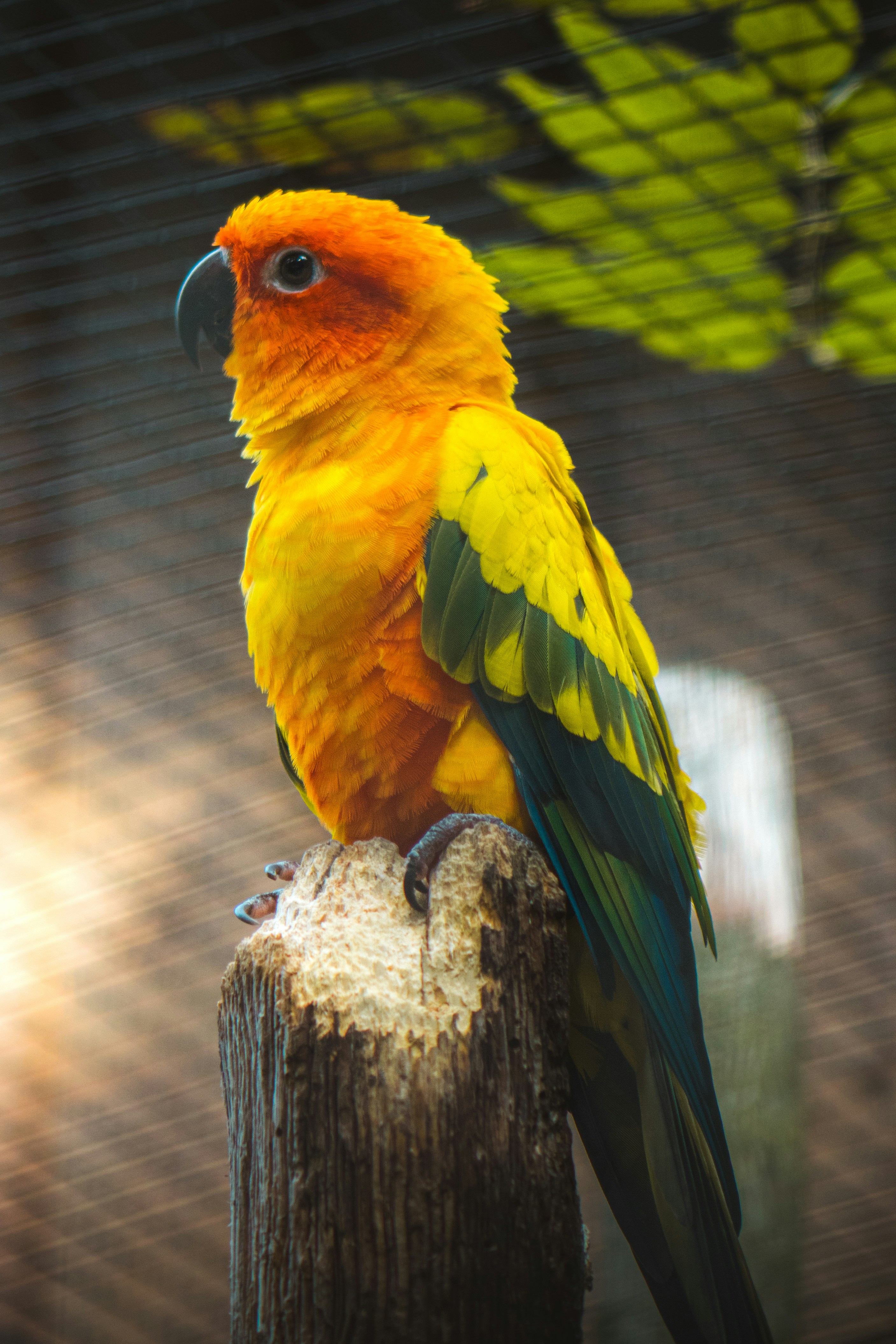 Sun conure on wooden post - Free Photo on Unsplash