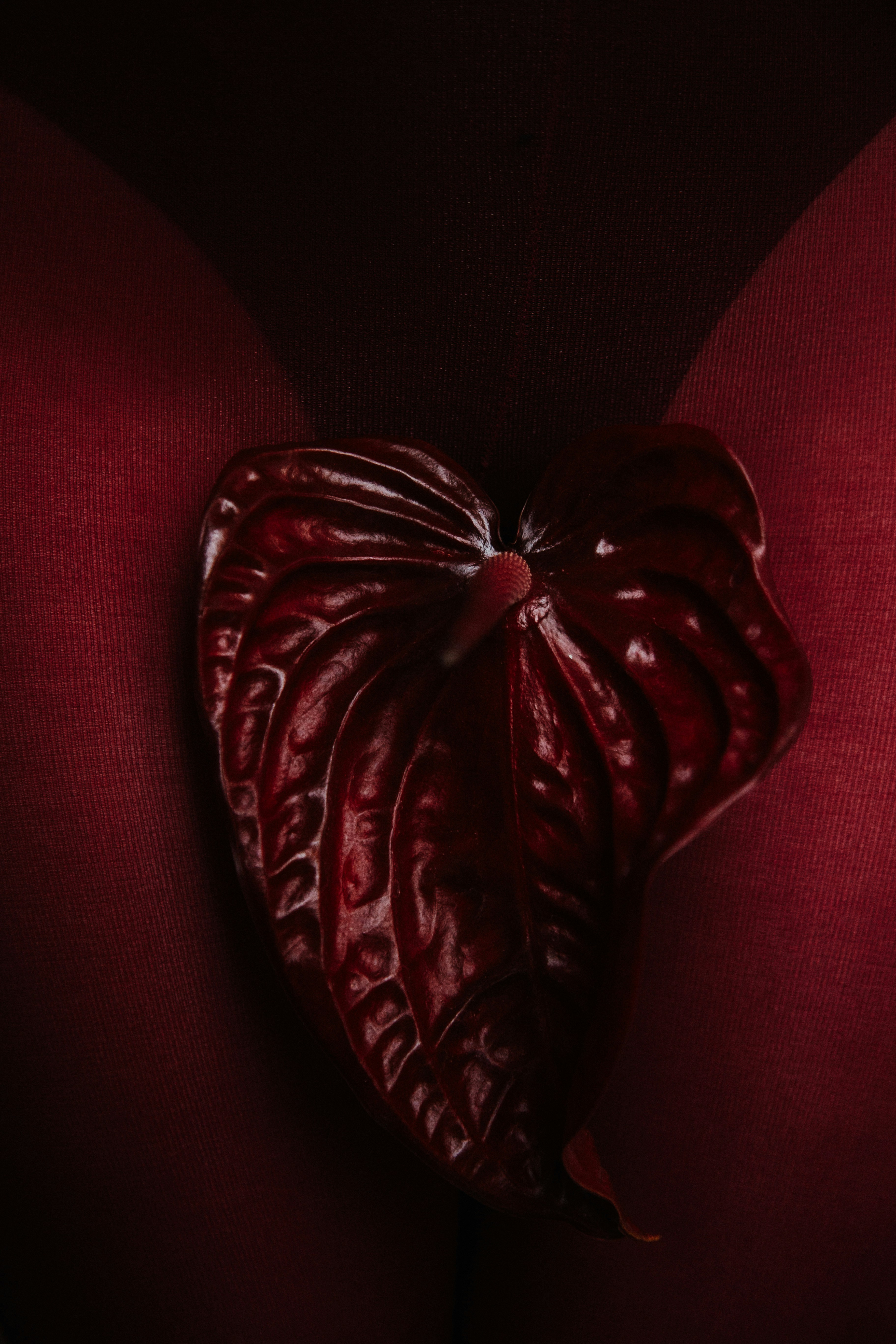 A dark red anthurium flower against a deep burgundy fabric background