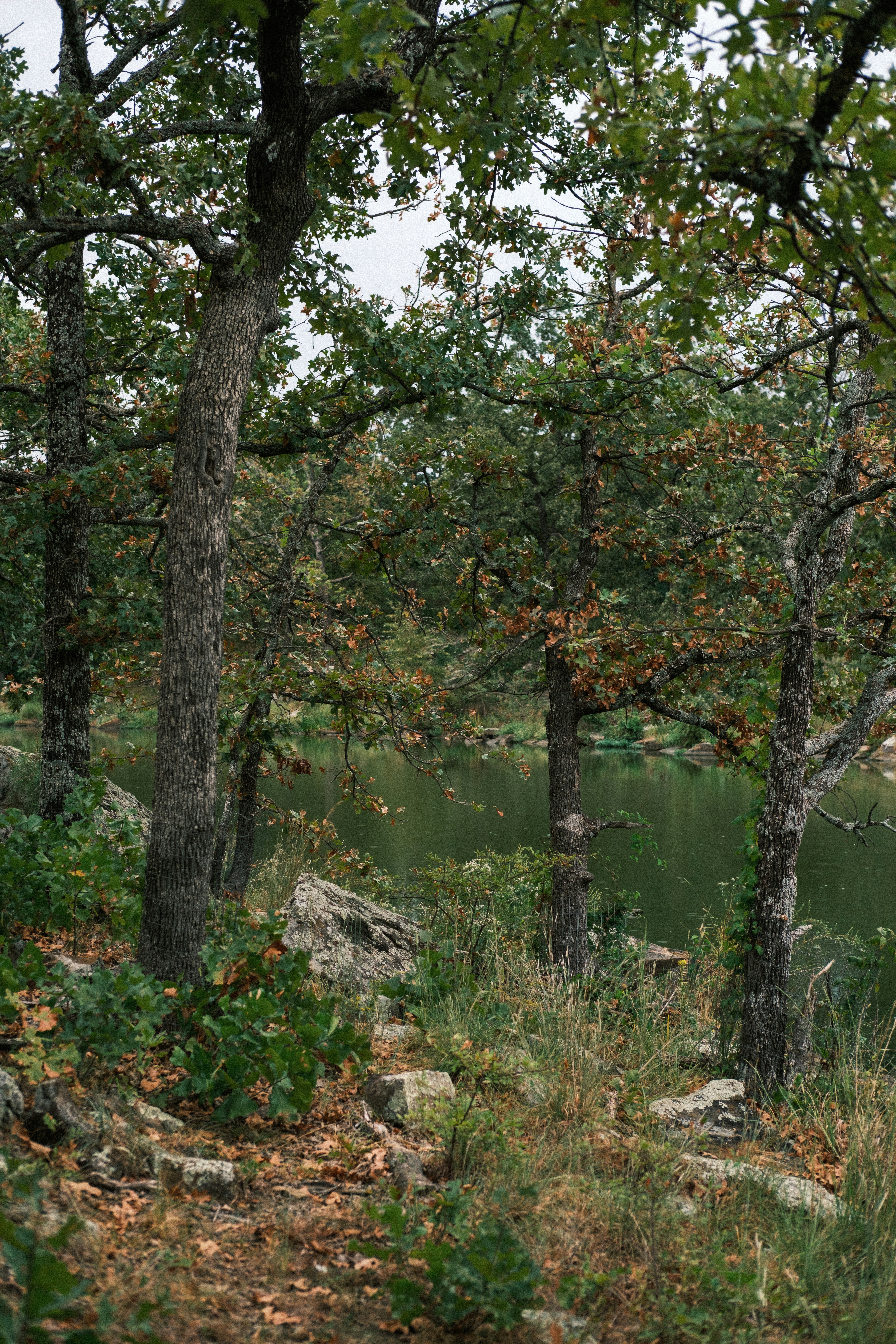 Oak trees on rocky river bank - Free Photo on Unsplash