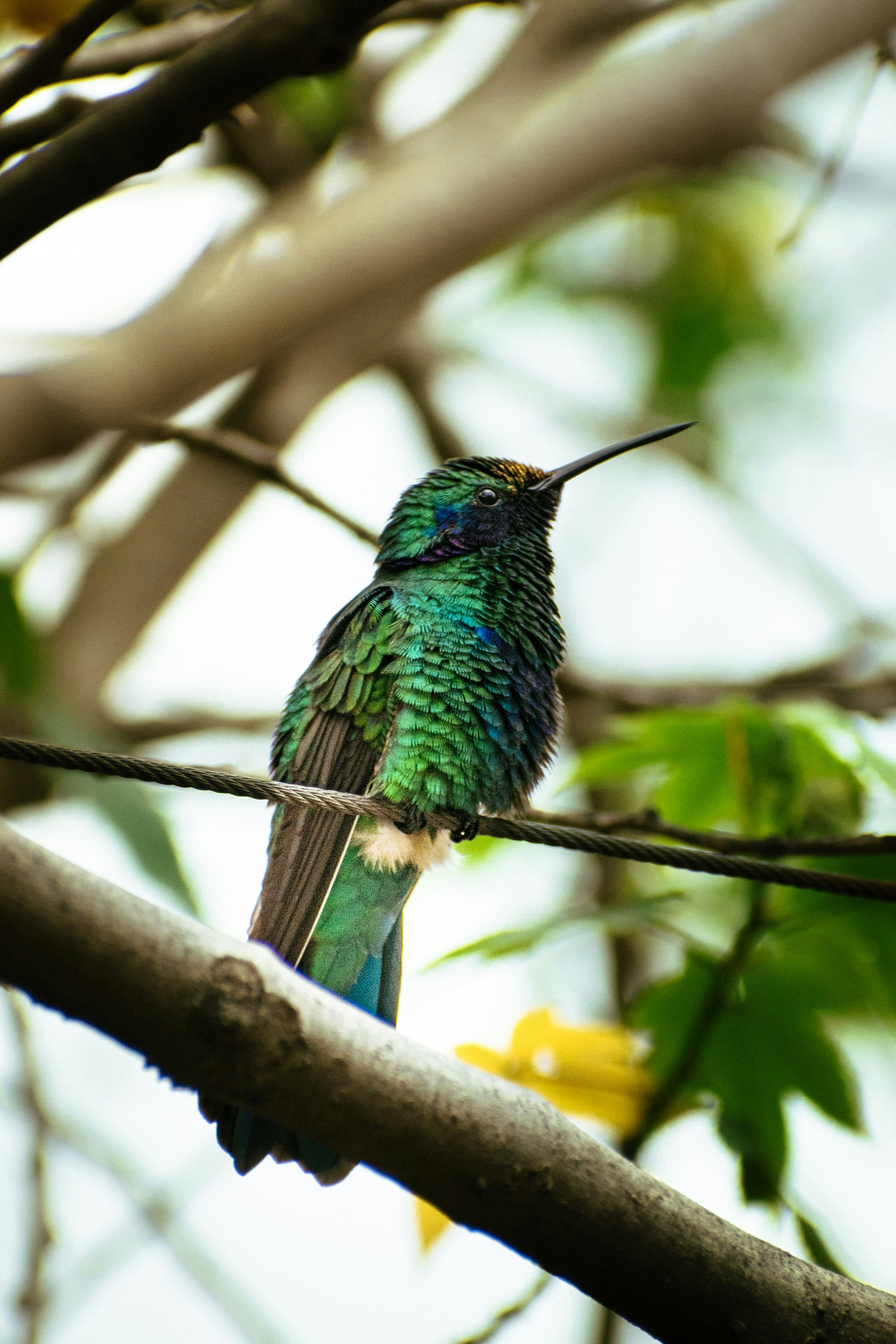 Green hummingbird perched on wire - Free Photo on Unsplash