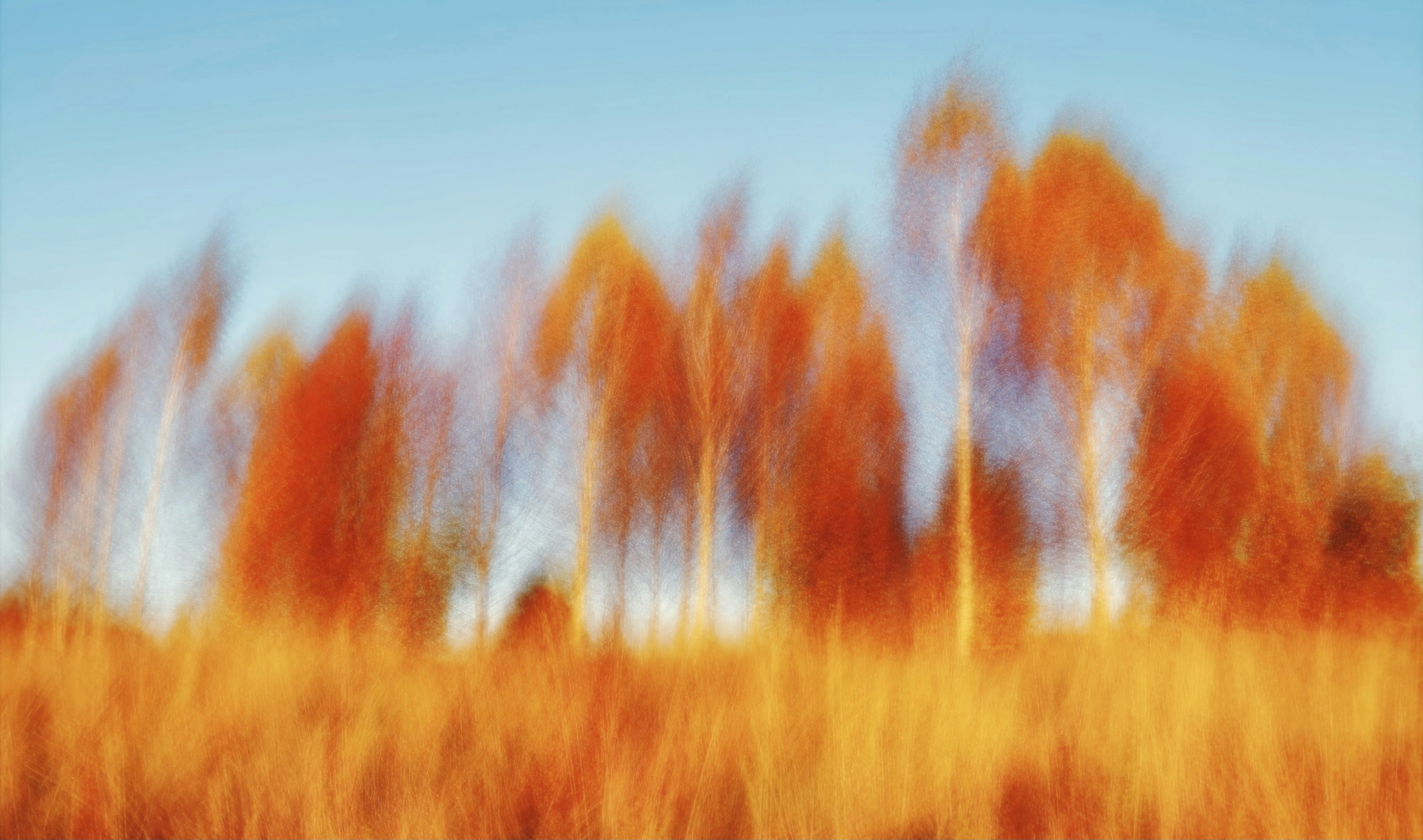 Motion blurred orange autumn trees against a clear blue sky