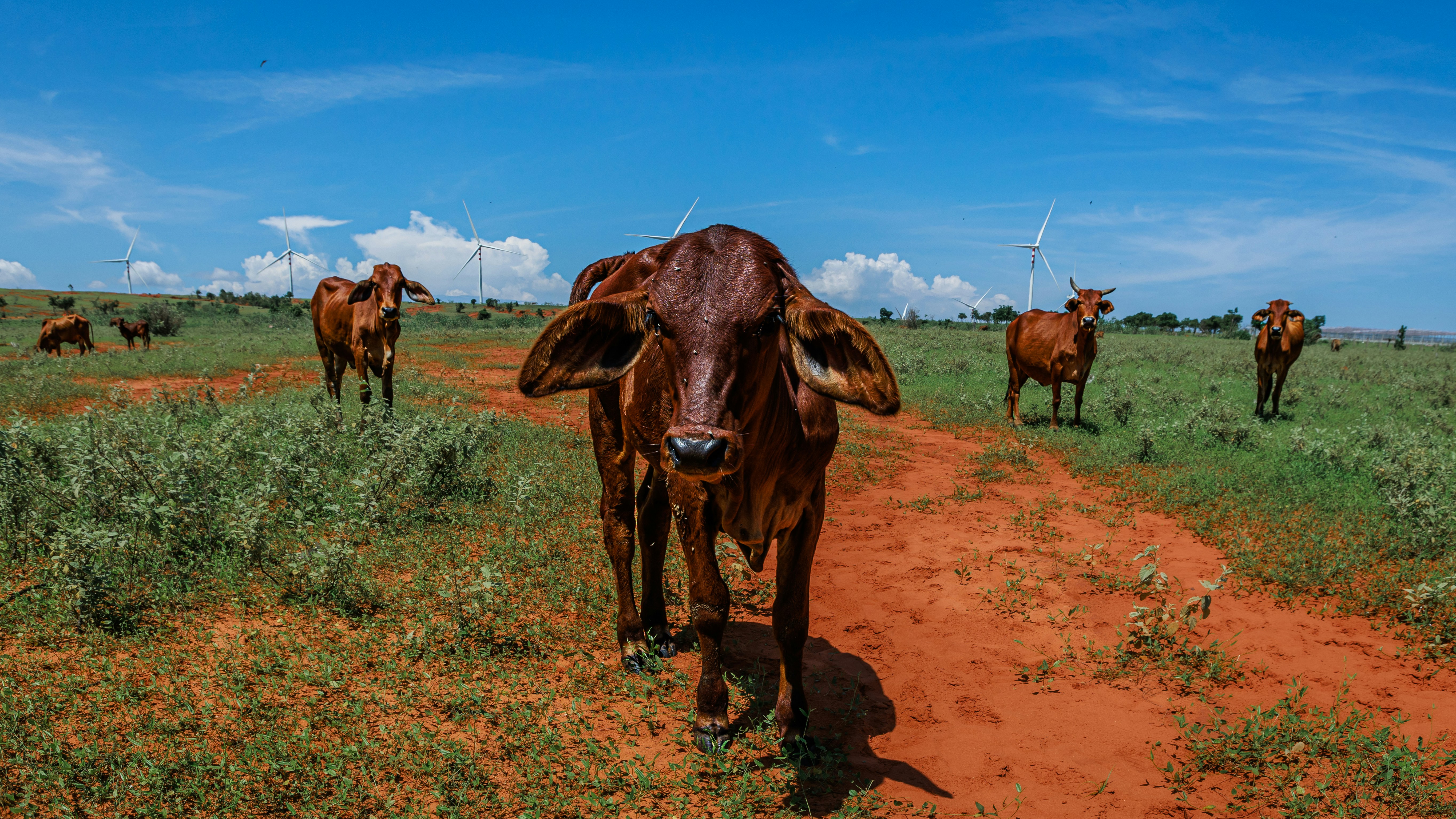 Brown cattle on red dirt field - Free Photo on Unsplash