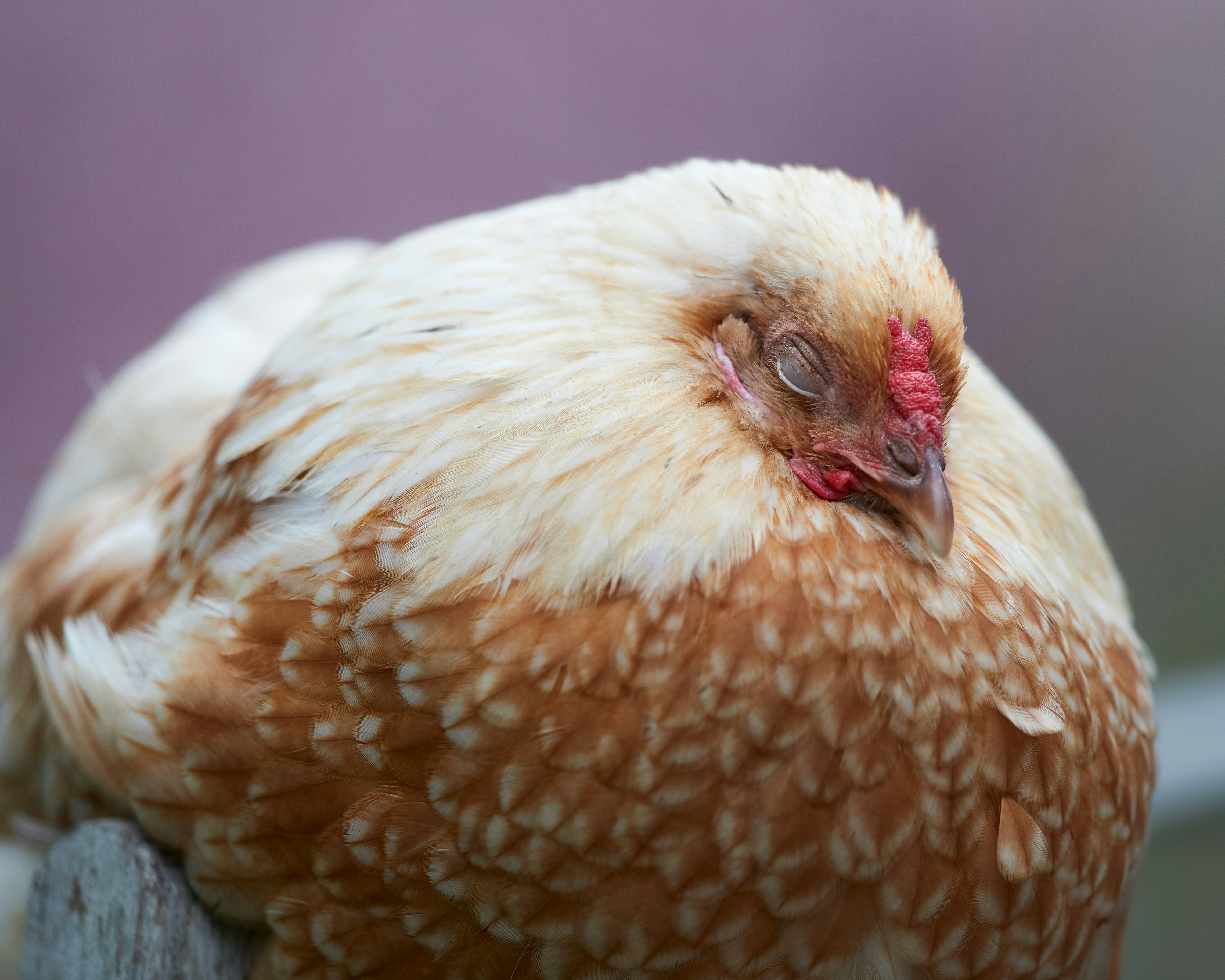 Fluffy chicken resting on wooden fence - Free Photo on Unsplash