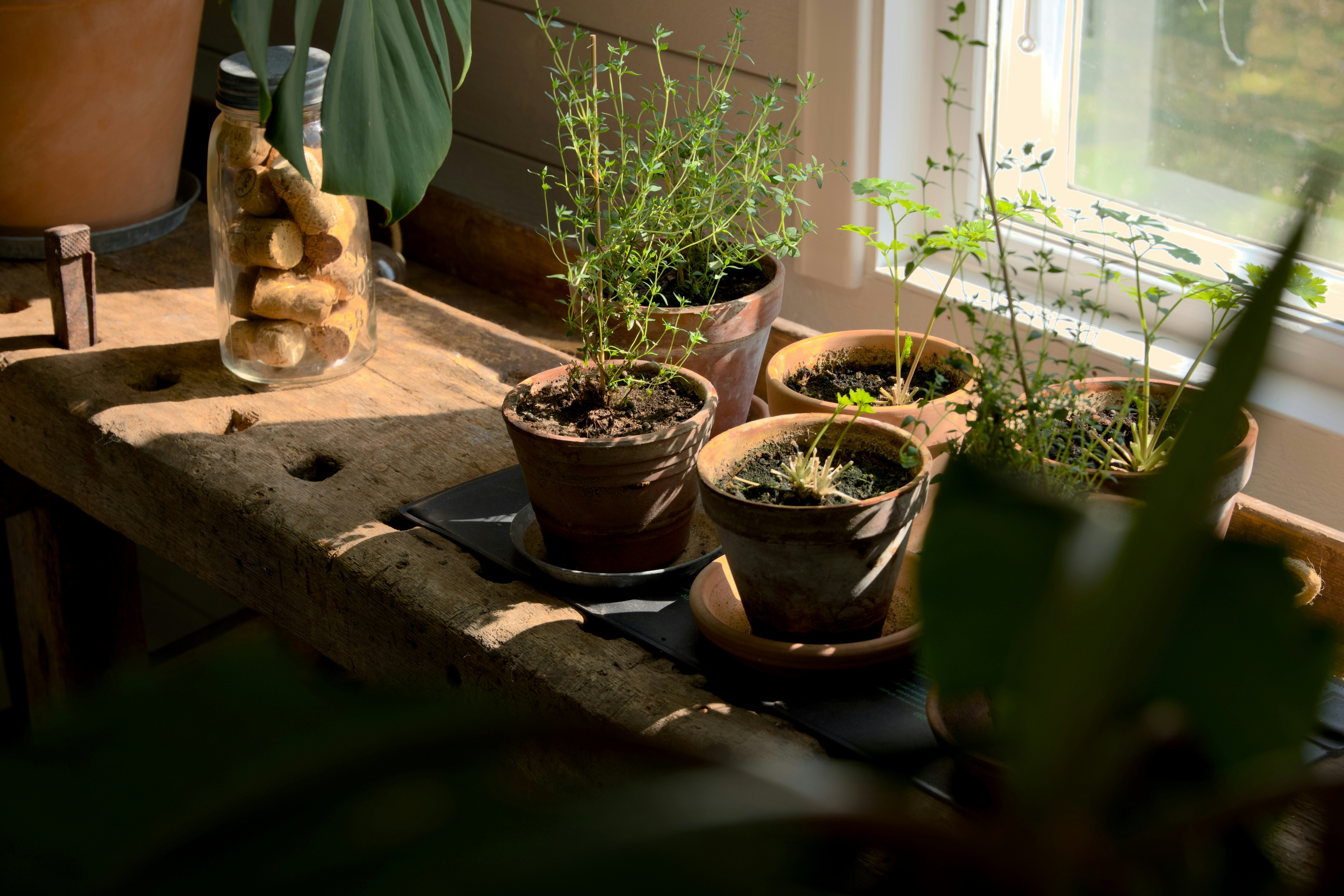 10 Best Herbs to Grow on a Kitchen Windowsill