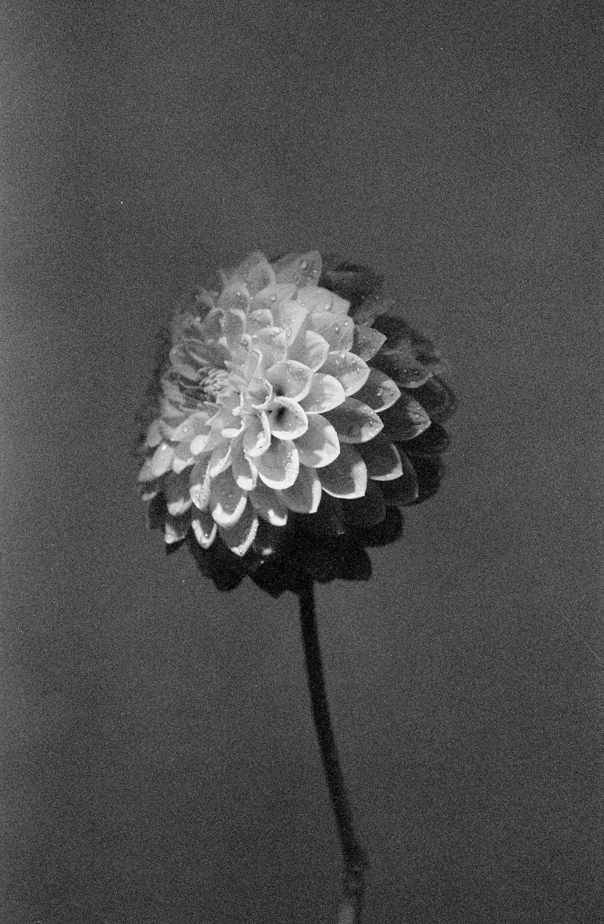 A black and white dahlia flower with water droplets on its petals