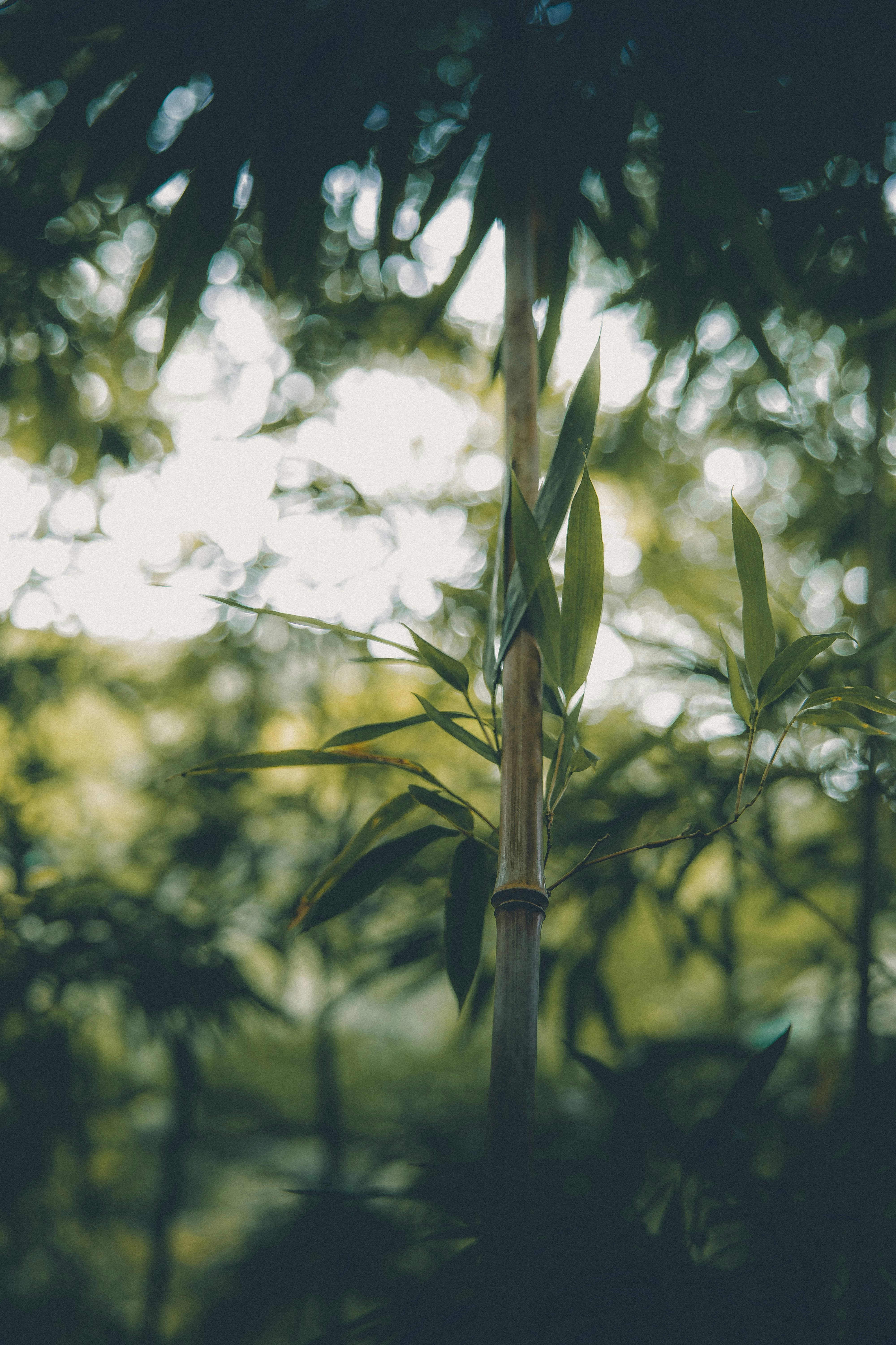 A single bamboo stalk with green leaves against a blurred forest background