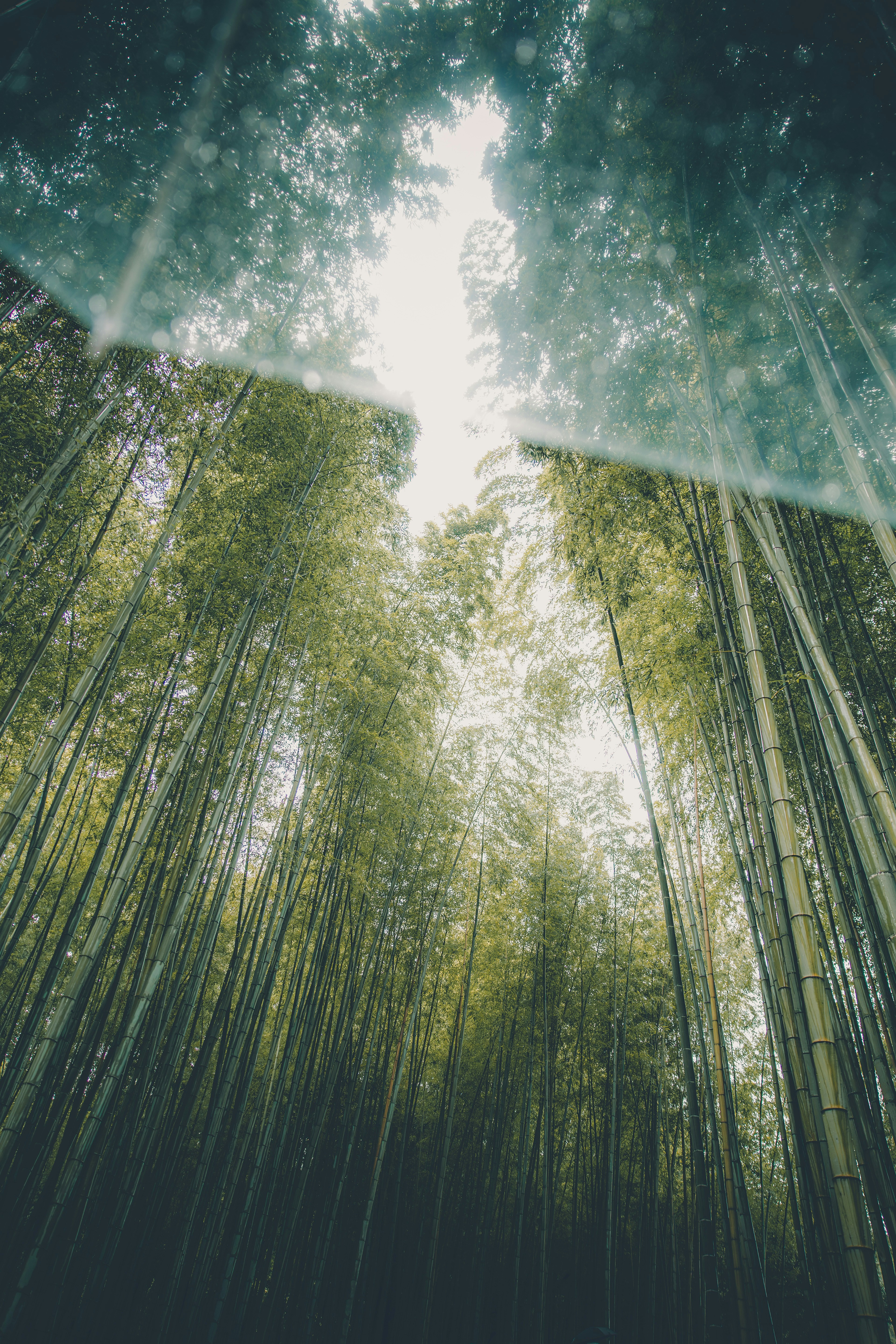 Tall green bamboo stalks reaching toward a bright sky seen through a glass surface