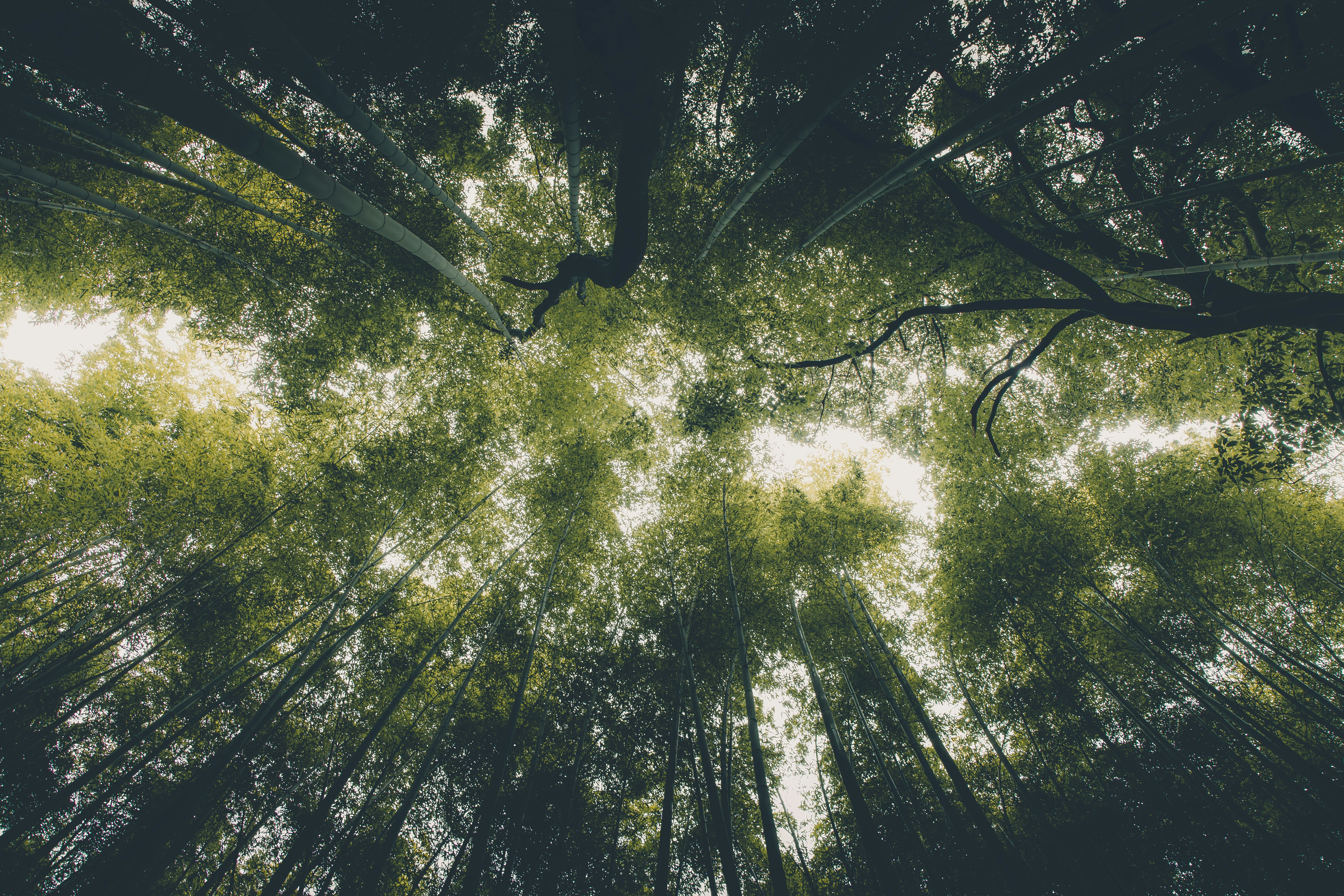Looking up at tall bamboo stalks reaching toward a bright sky in a dense forest