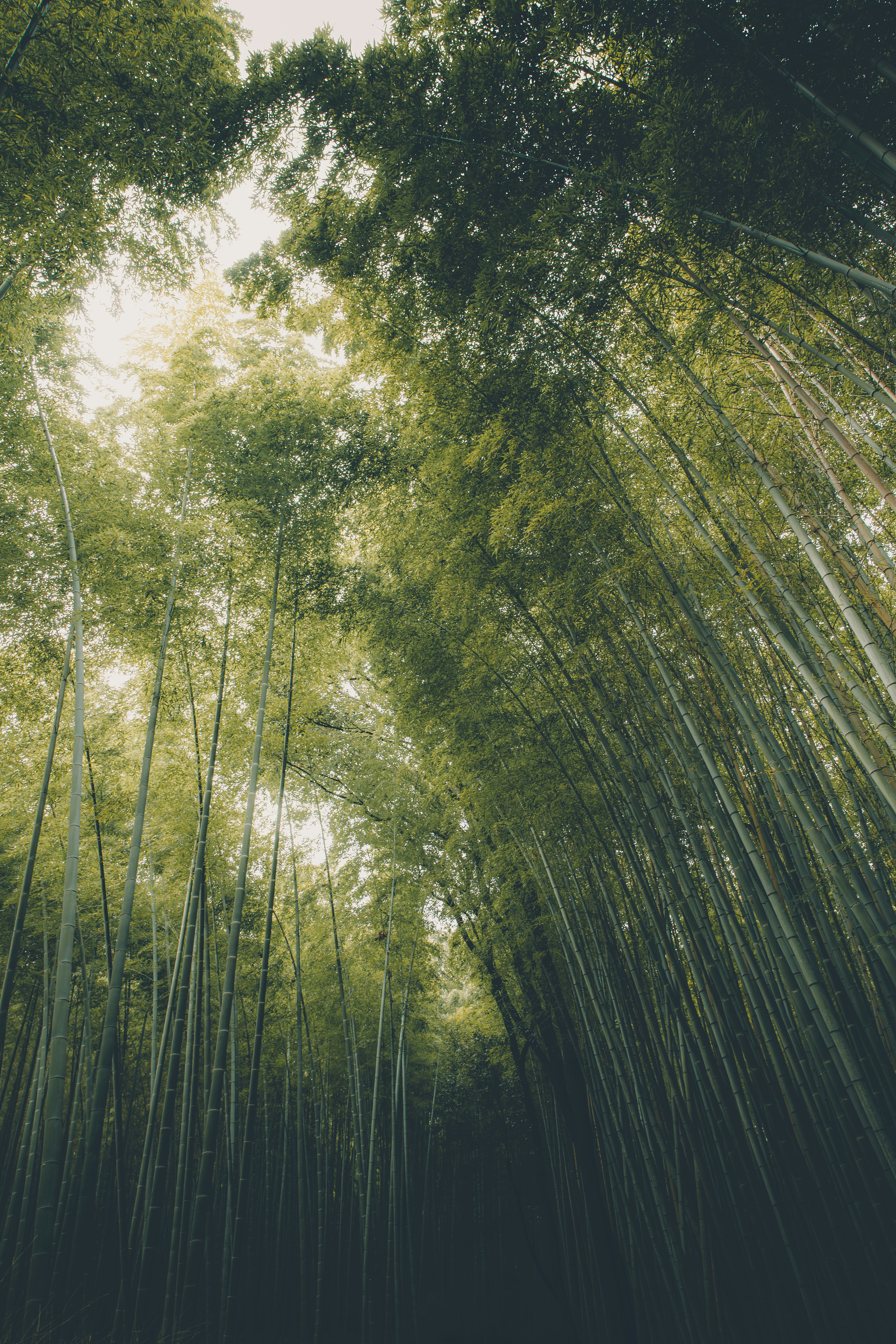 A low-angle view looking up through tall green bamboo stalks toward a pale sky