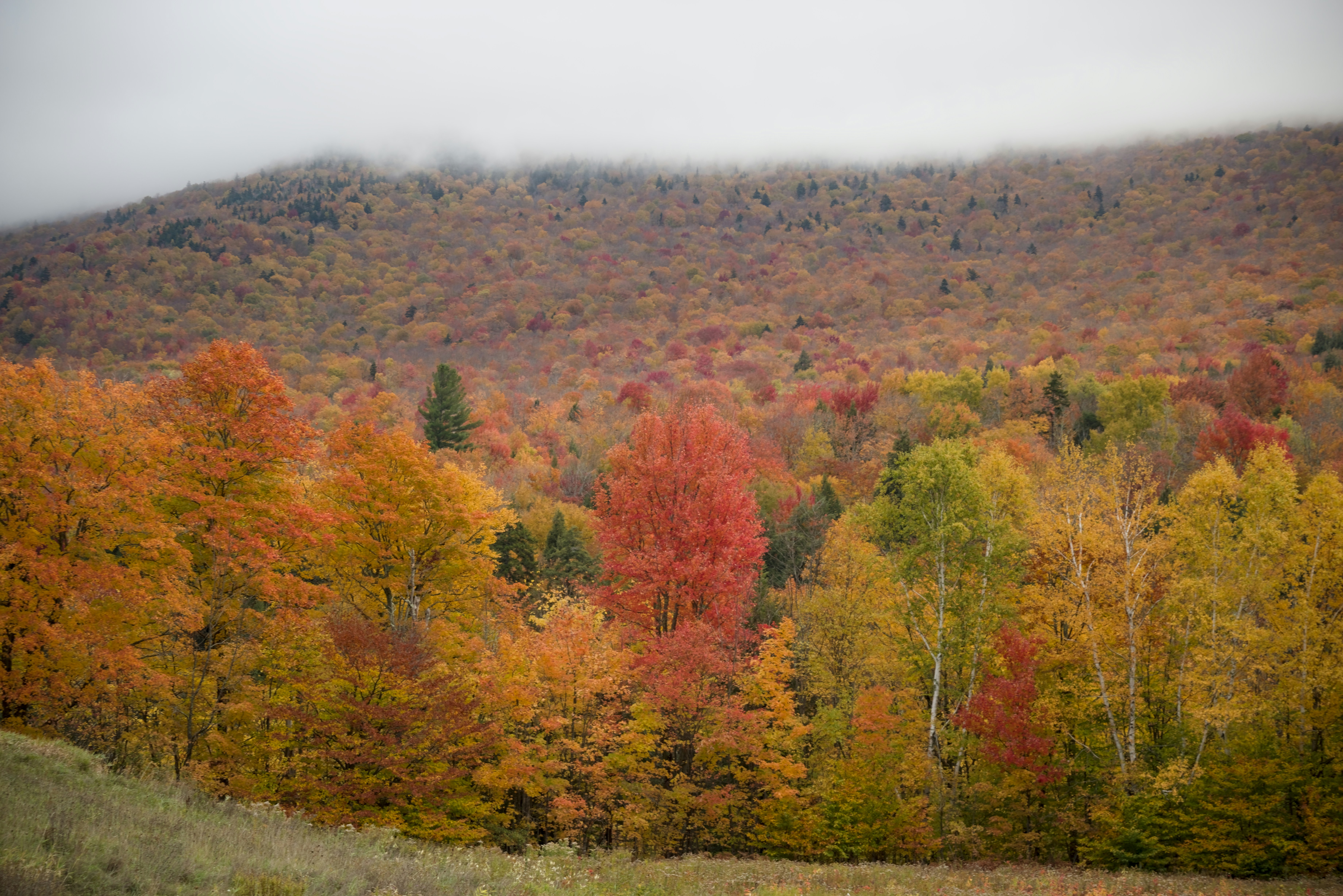 Autumn forest with vibrant fall foliage - Free Photo on Unsplash