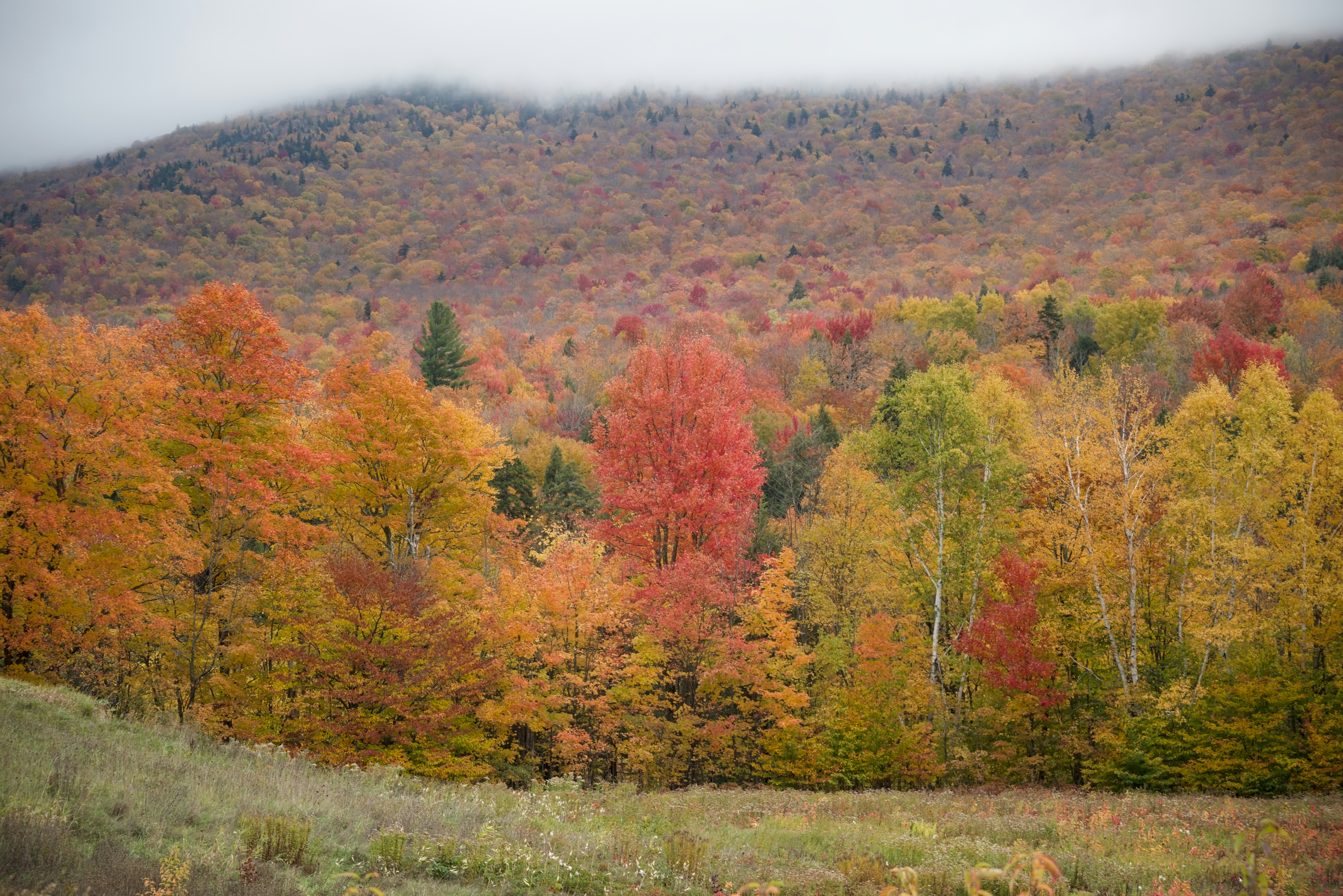 New England Foliage Is Fading — Where Peak Color Has Shifted to Now and What the Weather Is Doing to It