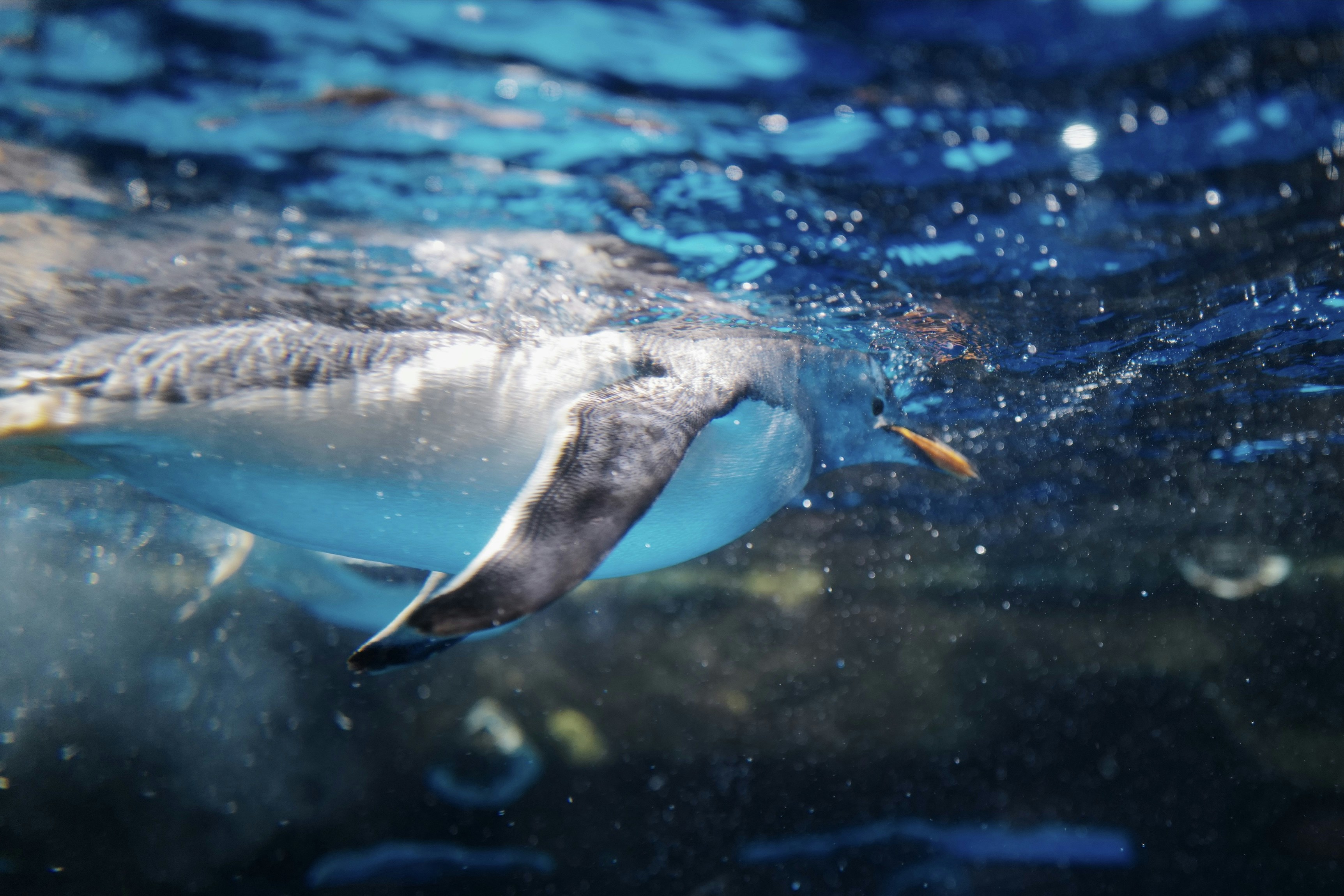 水中を泳ぐペンギン。翼は太く短く、水をかくために作り変わっています