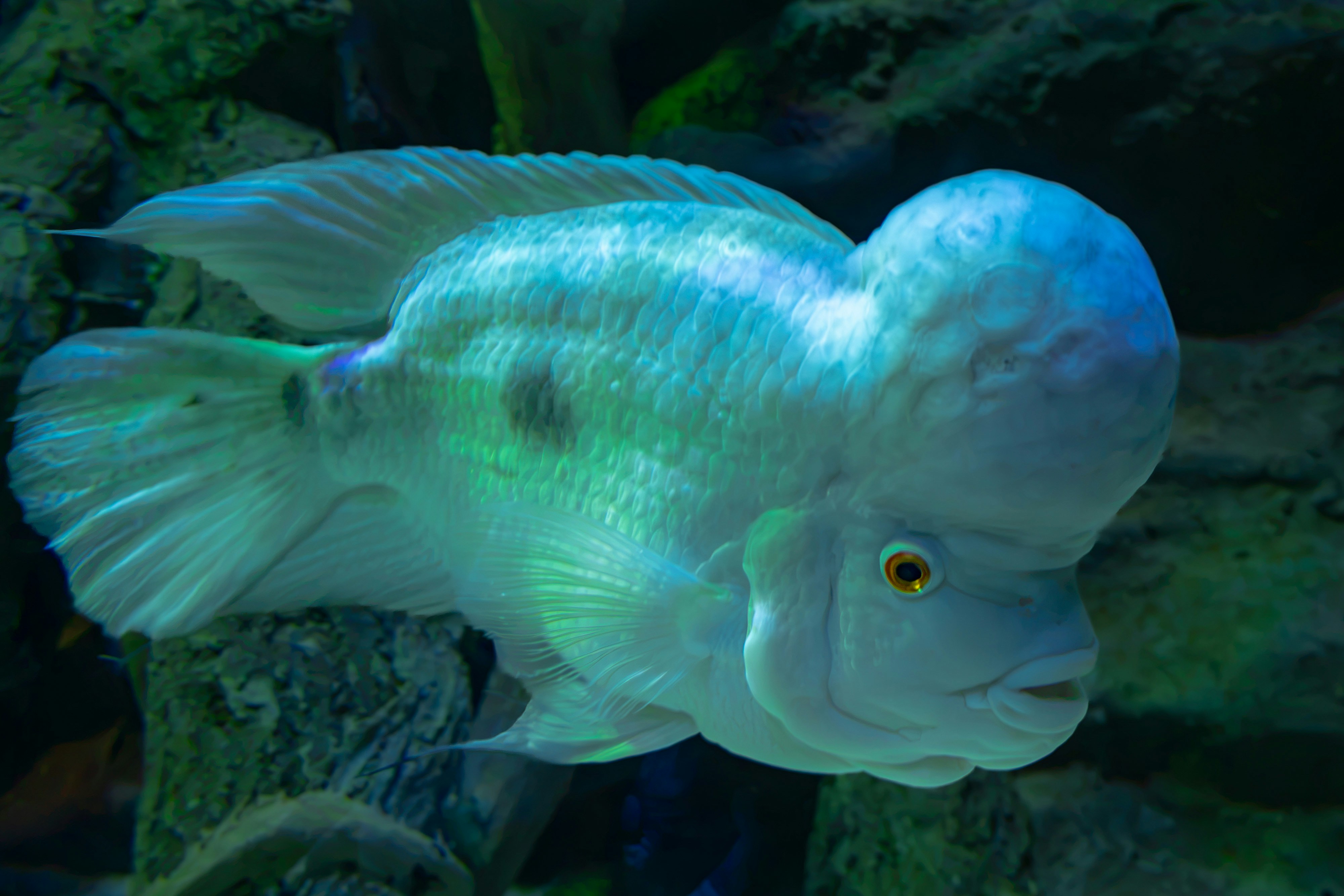 White flowerhorn cichlid in aquarium - Free Photo on Unsplash