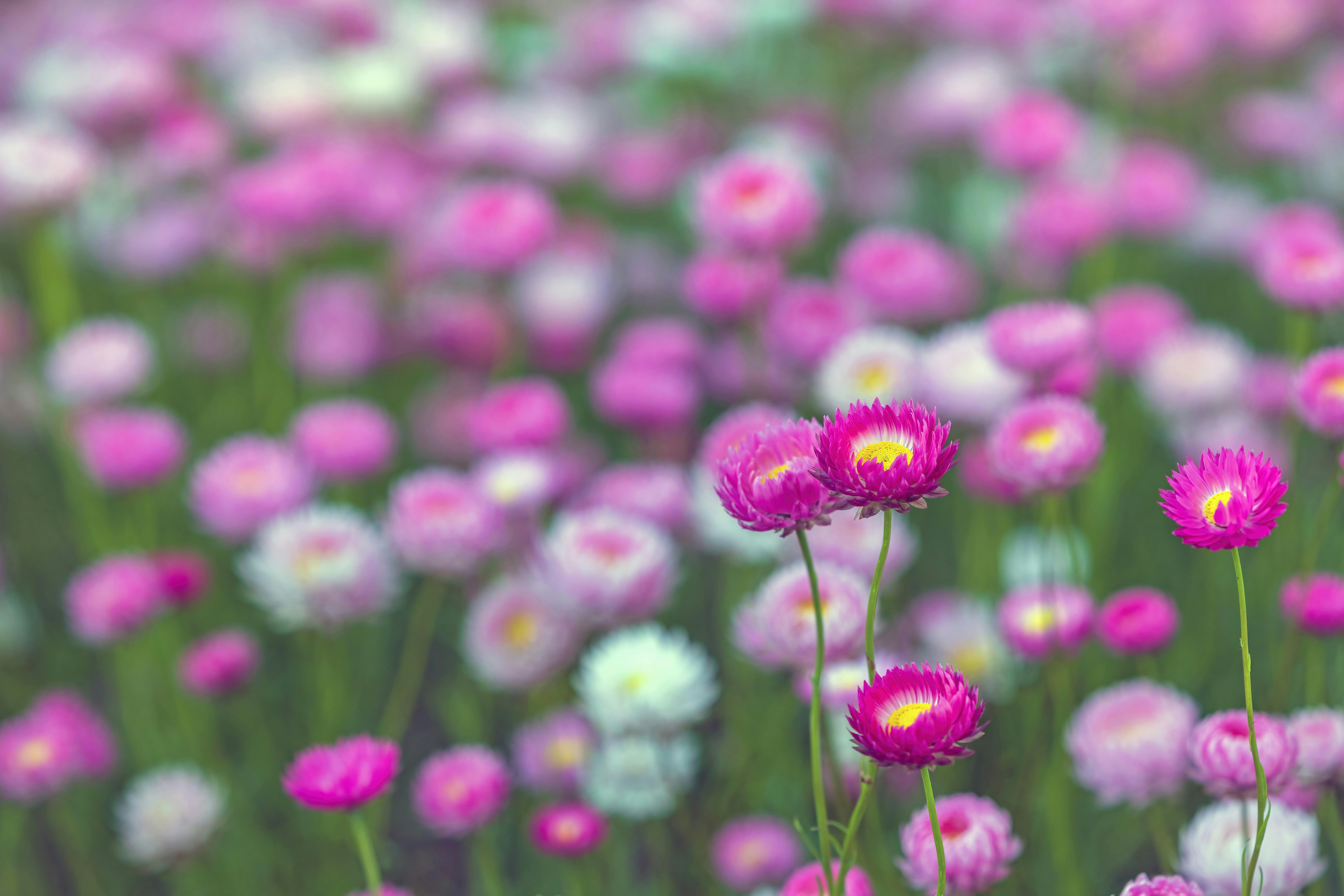 Vibrant pink strawflowers with yellow centers blooming in a field with soft bokeh