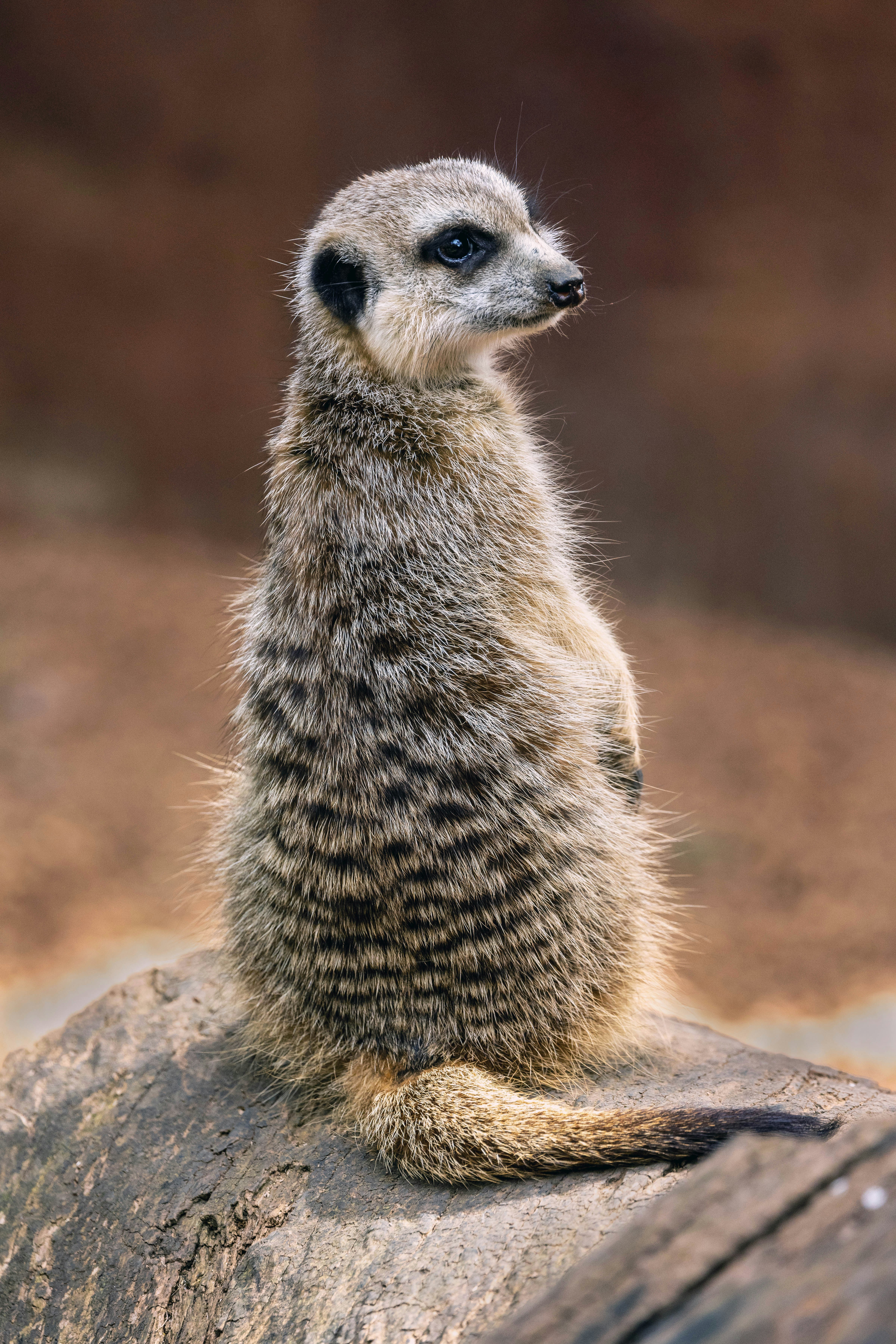 A meerkat with striped fur standing upright on a weathered wooden log