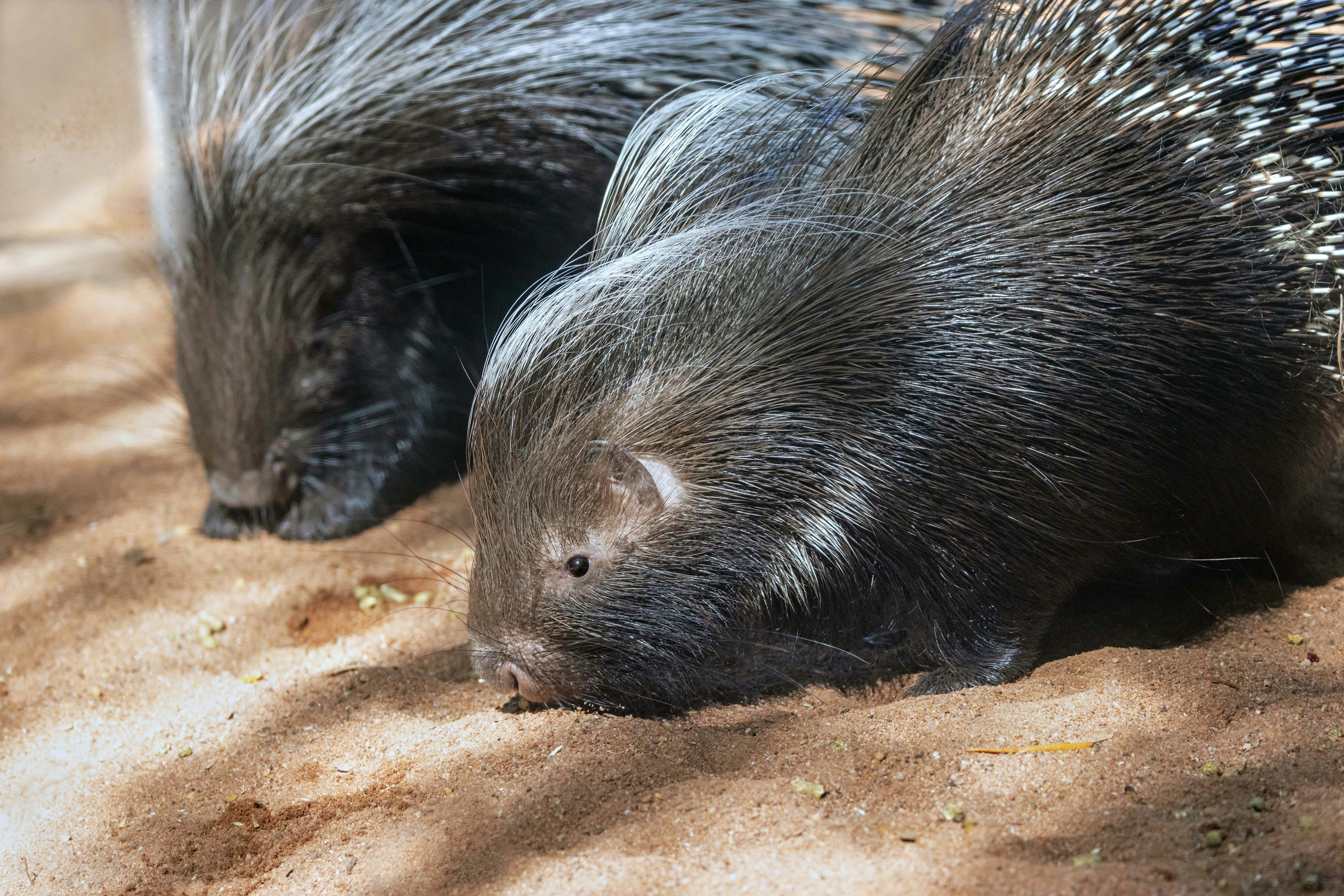 Two porcupines with long quills foraging on sandy ground
