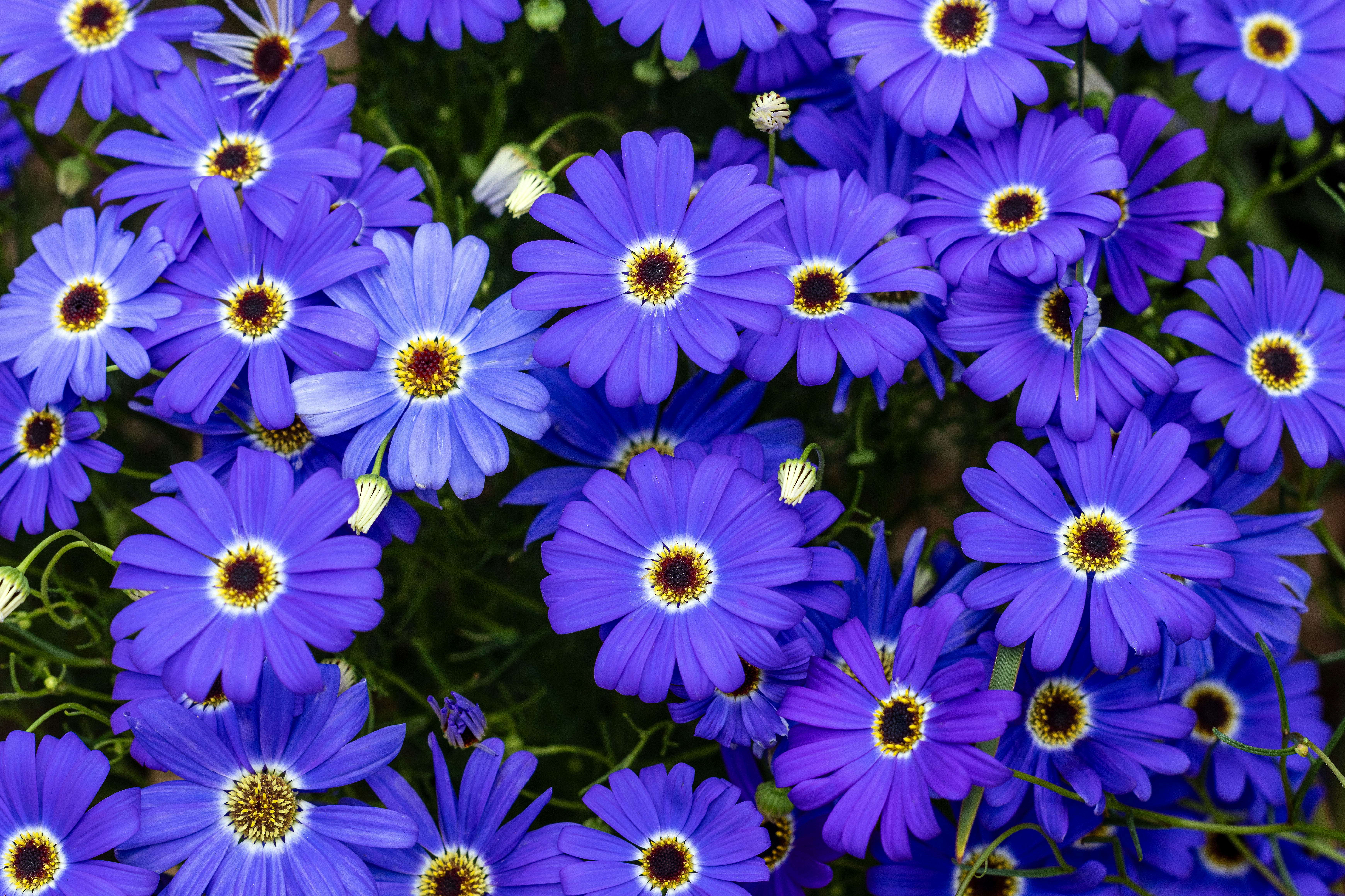 A cluster of vibrant blue daisy-like flowers with yellow centers in a garden