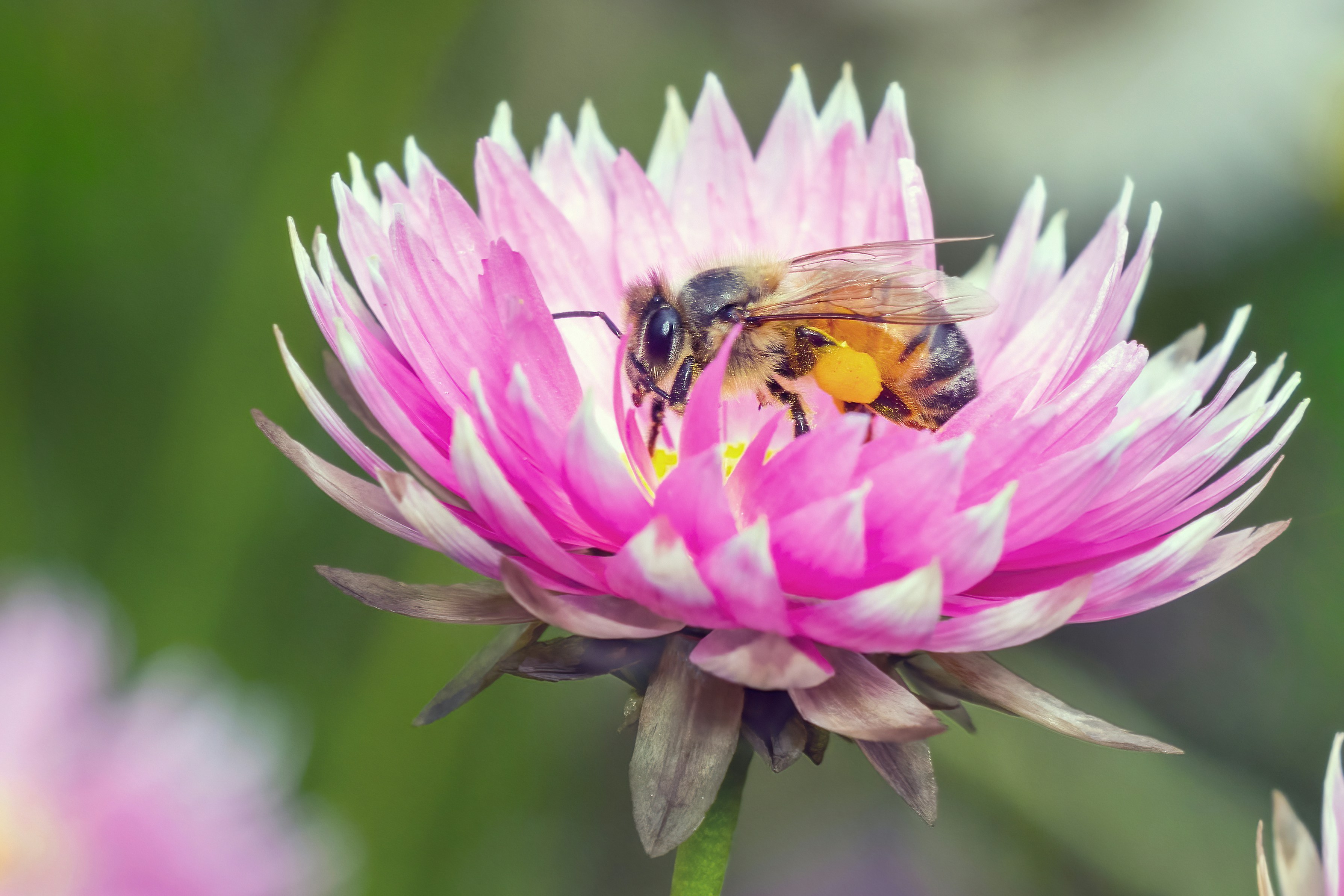A honey bee with yellow pollen on its legs resting on a pink flower
