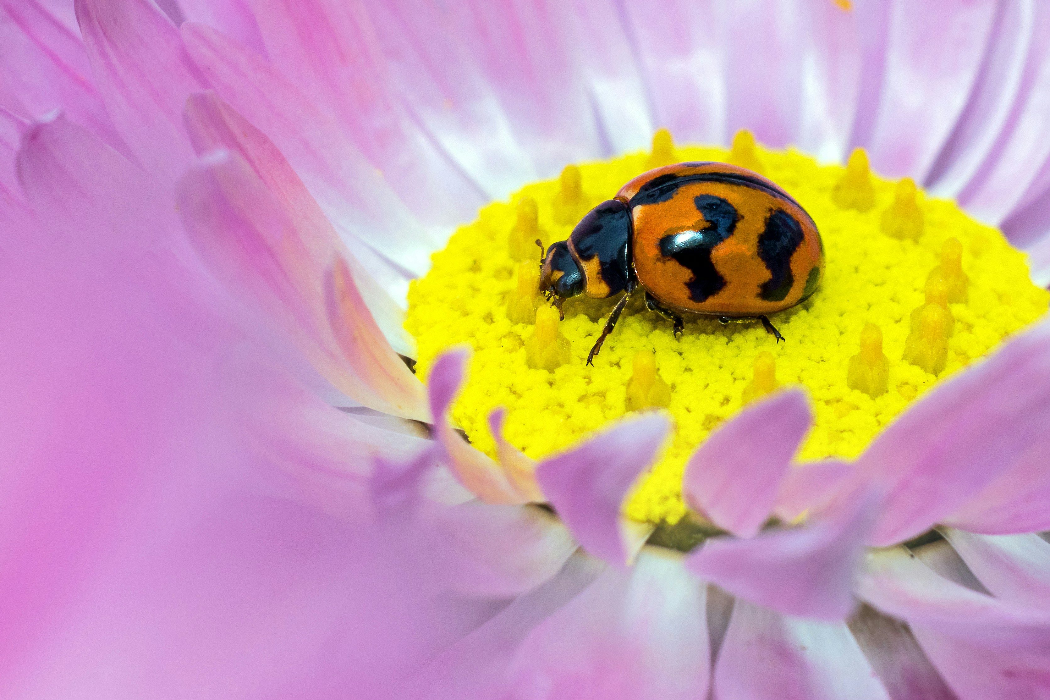 A macro view of an orange ladybug with black spots on a yellow flower center