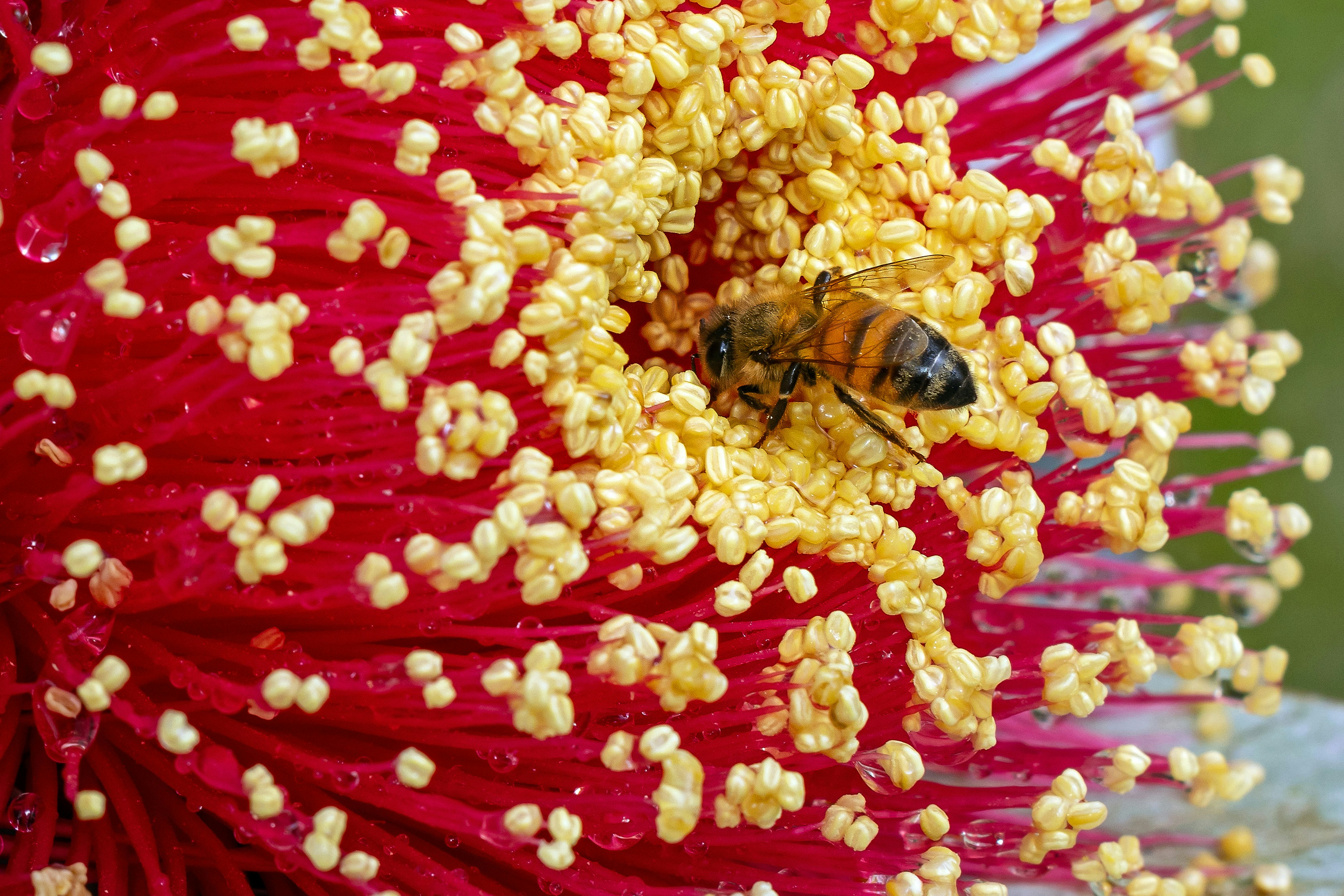 A honey bee foraging on a vibrant red bottlebrush flower with yellow pollen-tipped stamens