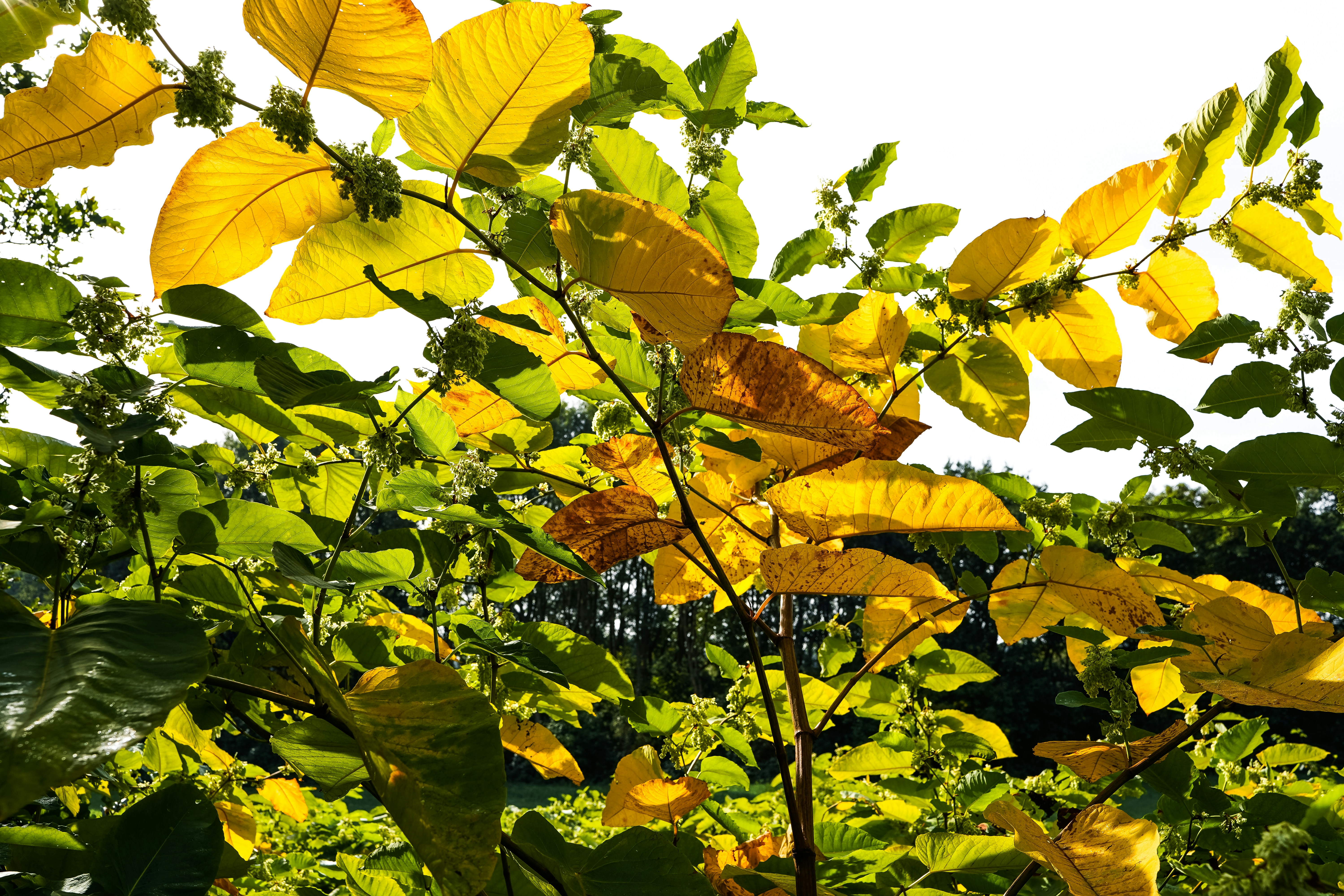 Bright yellow and green leaves on a shrub against a clear white sky